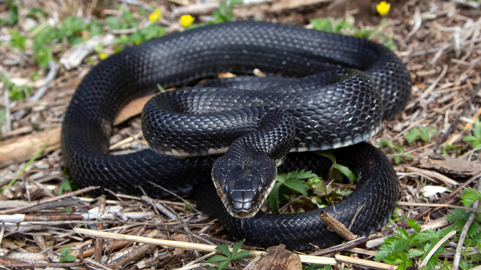 Eastern Rat Snake