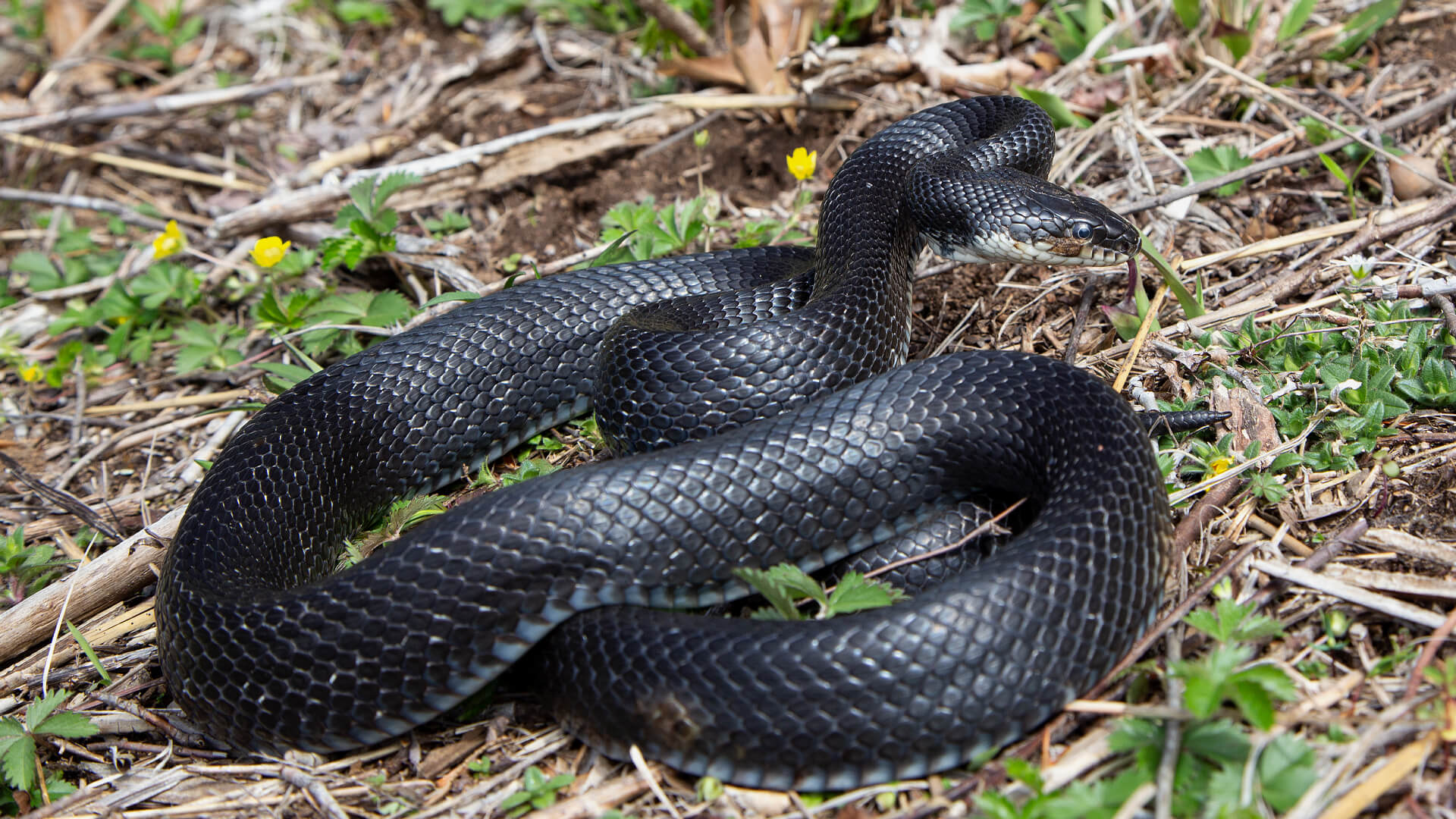 Eastern Rat Snake