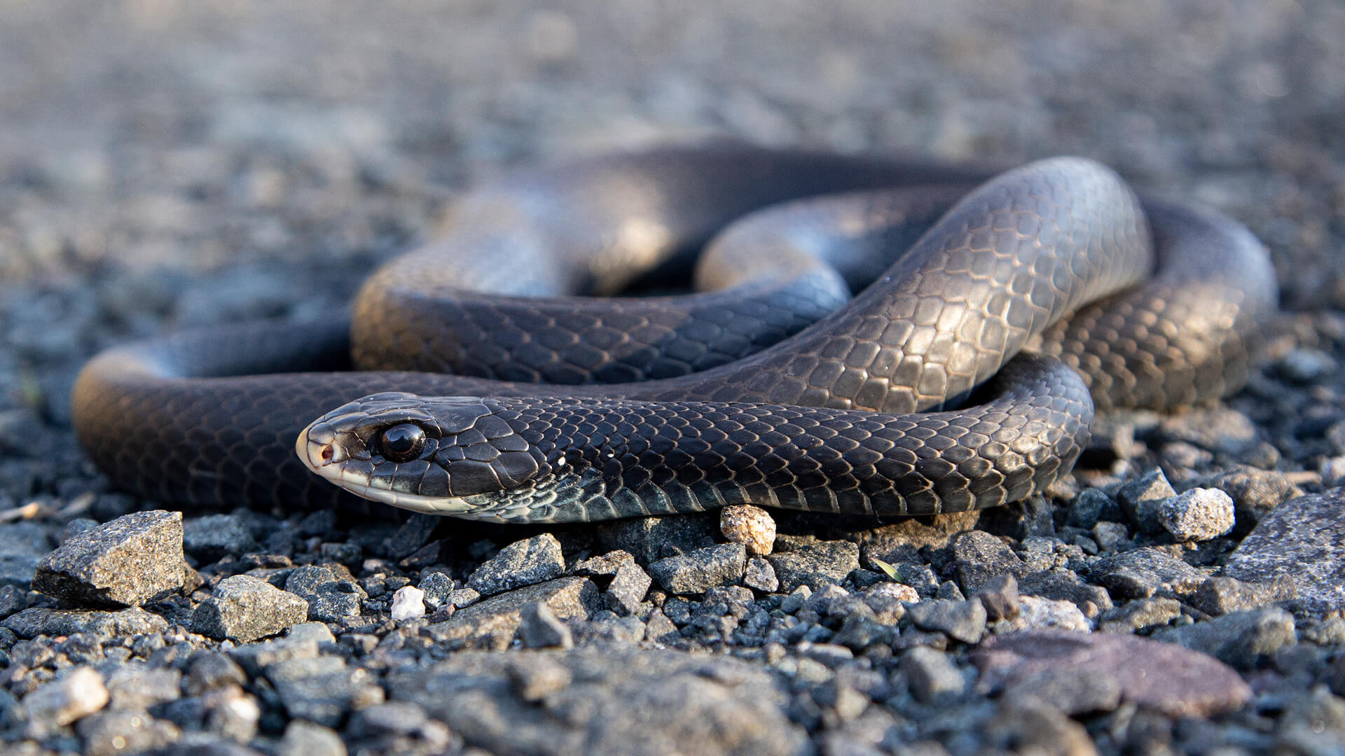 Northern Black Racer