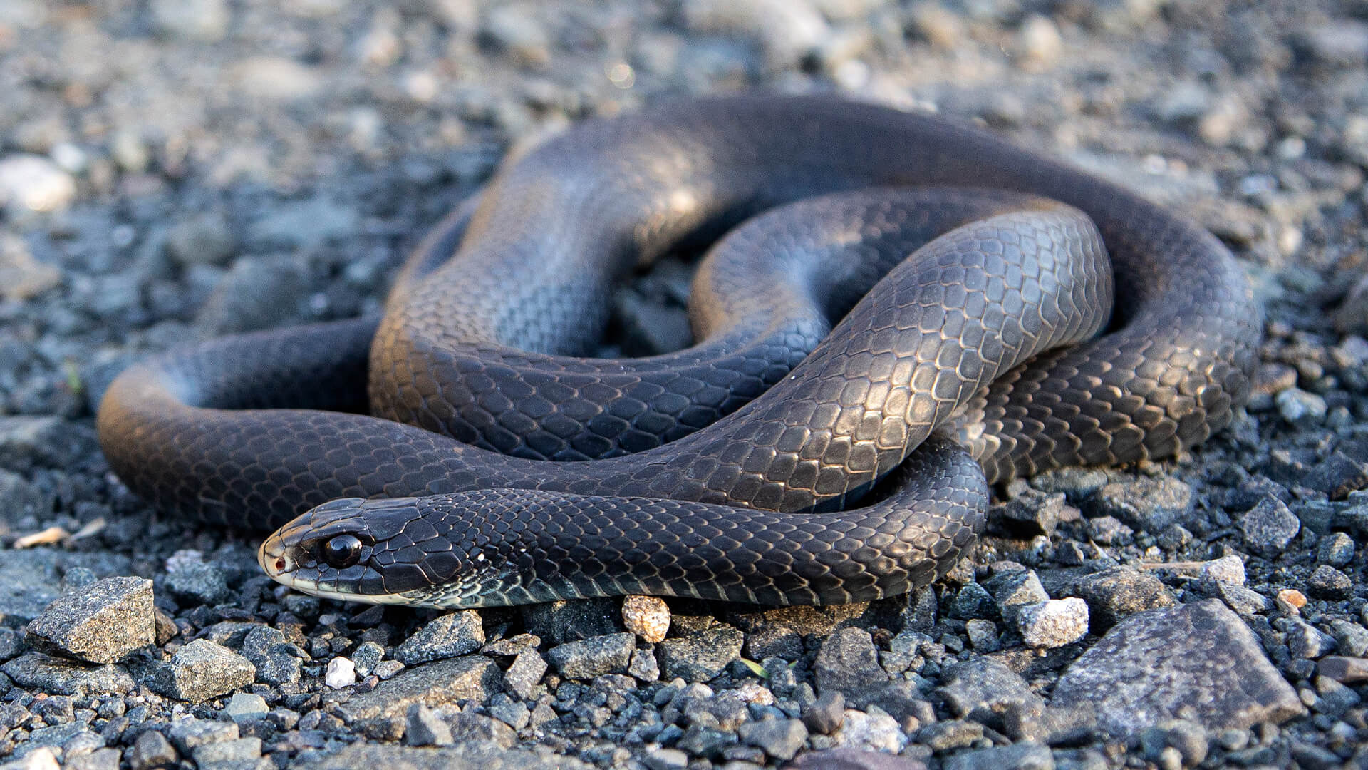 Northern Black Racer