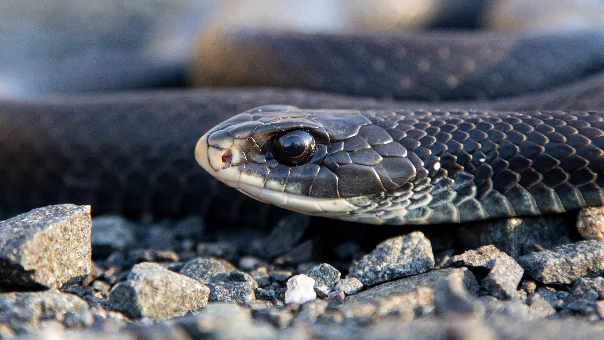 Northern Black Racer
