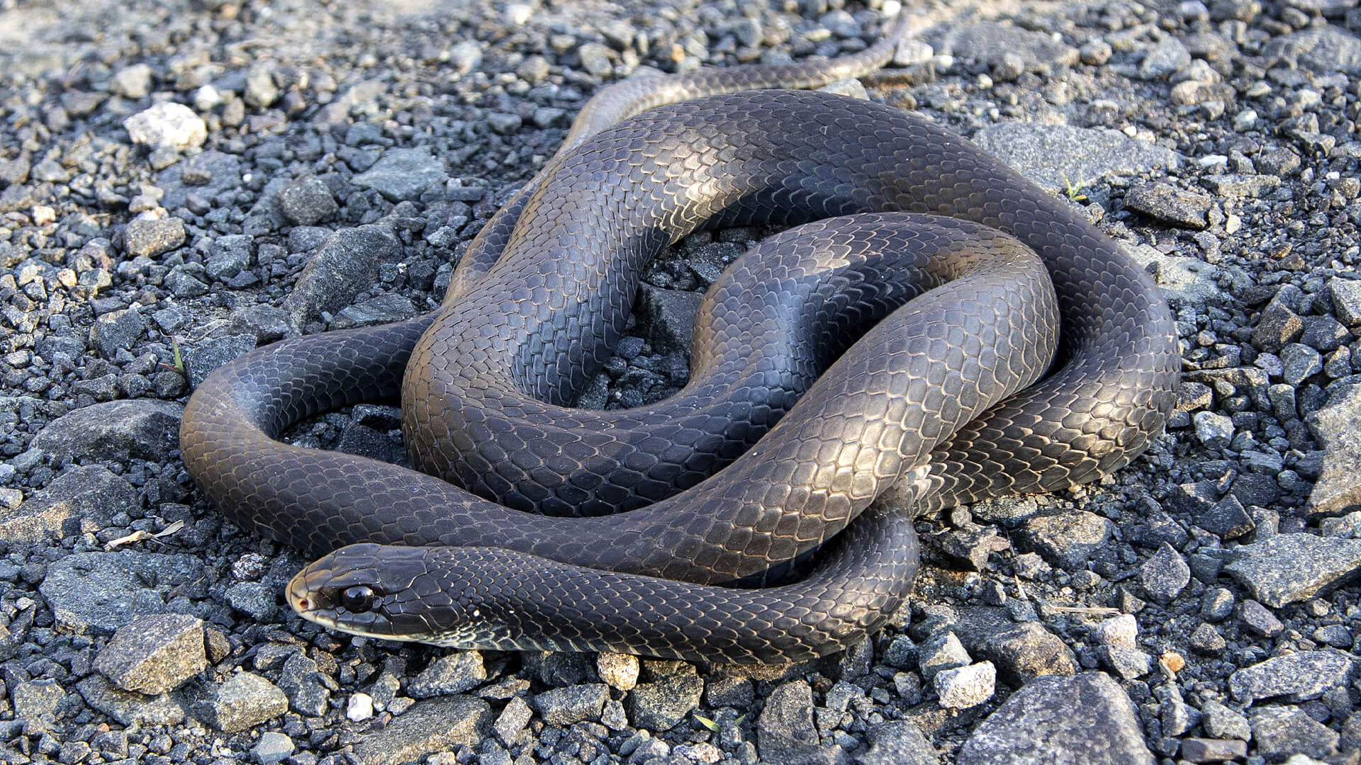 Northern Black Racer