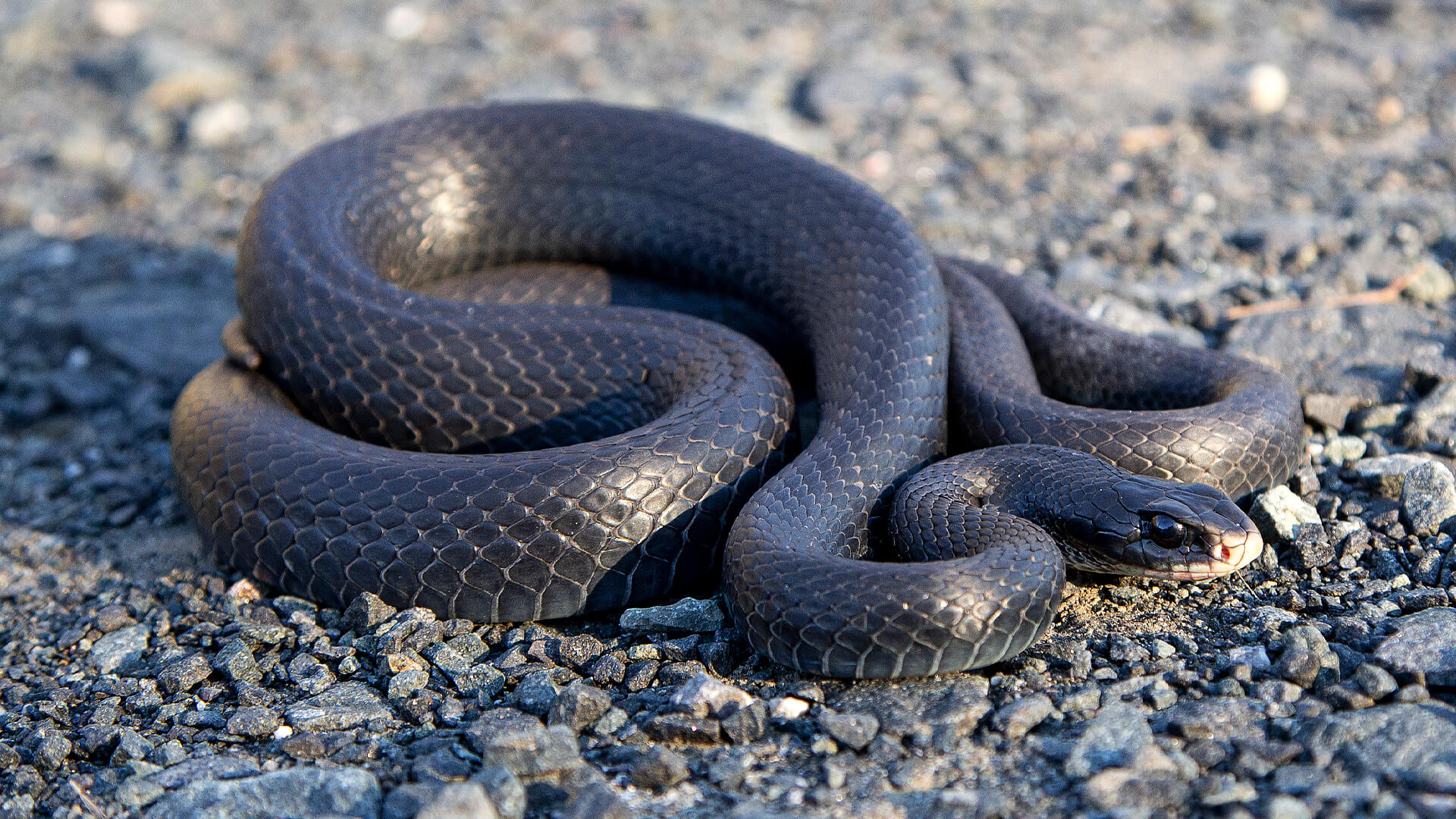 Northern Black Racer