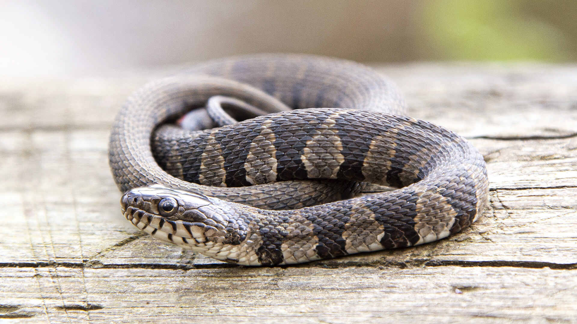 Northern Black Racer