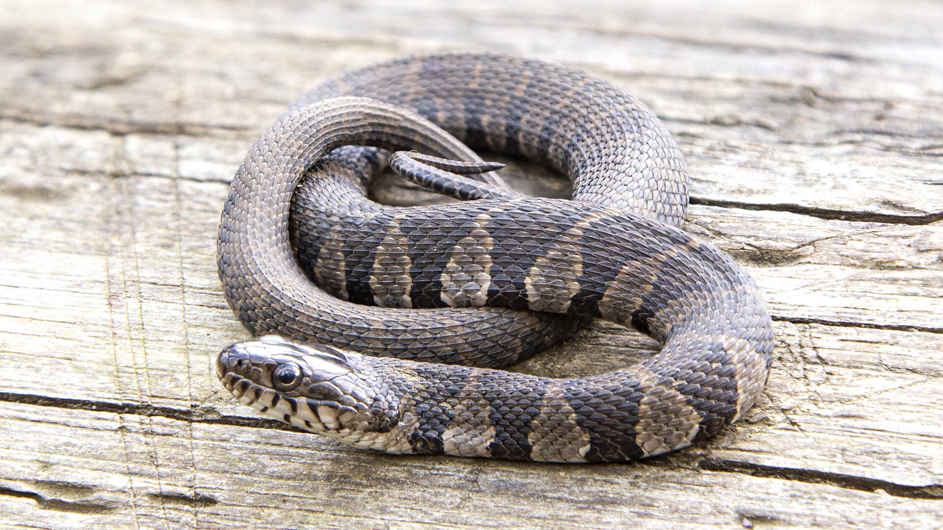 Northern Black Racer
