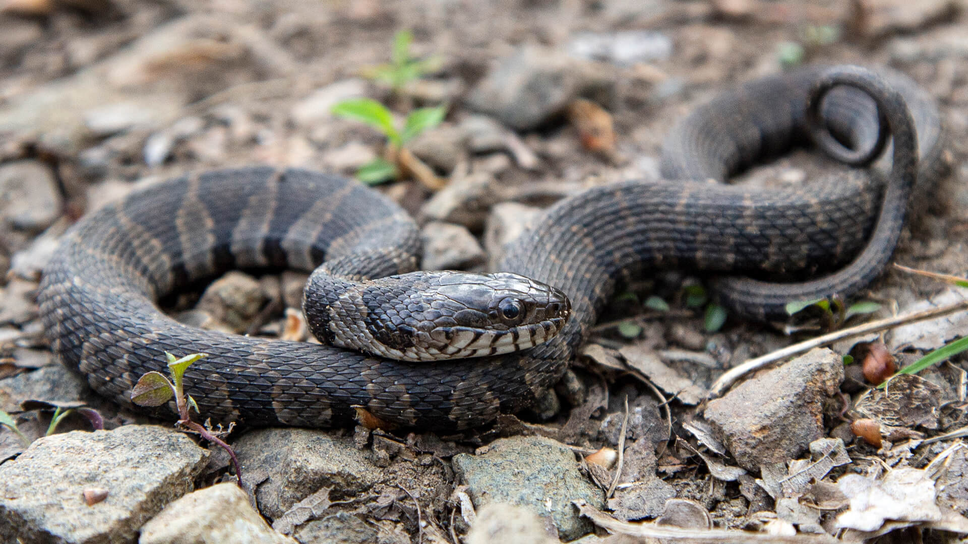 Northern Black Racer