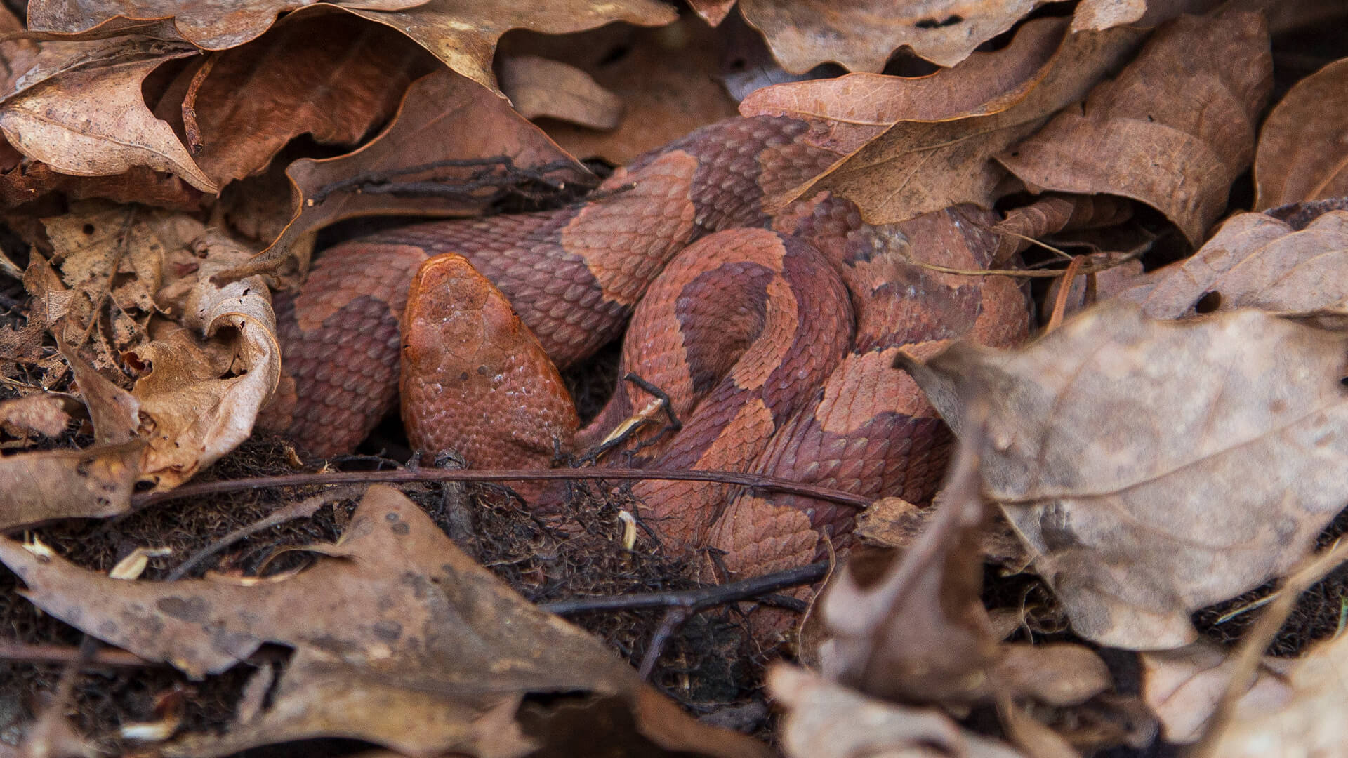 Eastern Copperhead