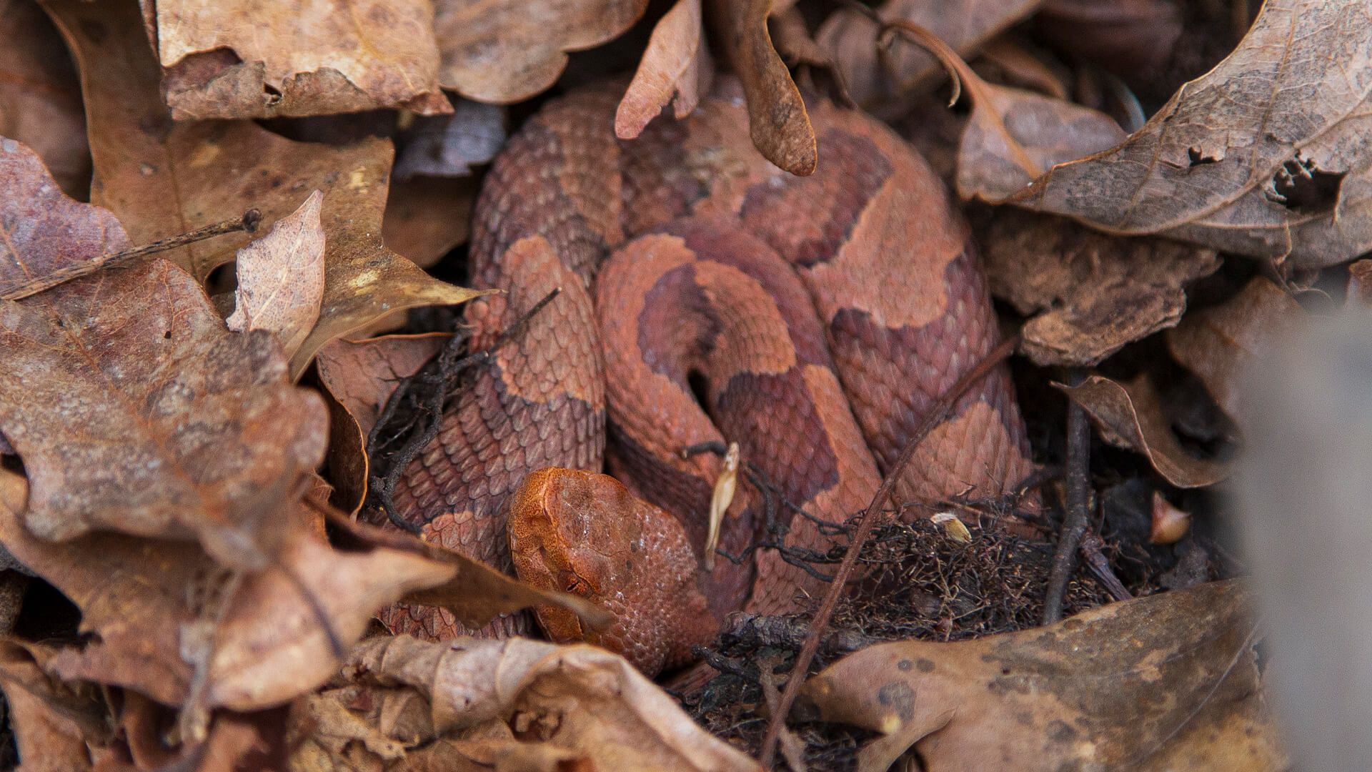 Eastern Copperhead