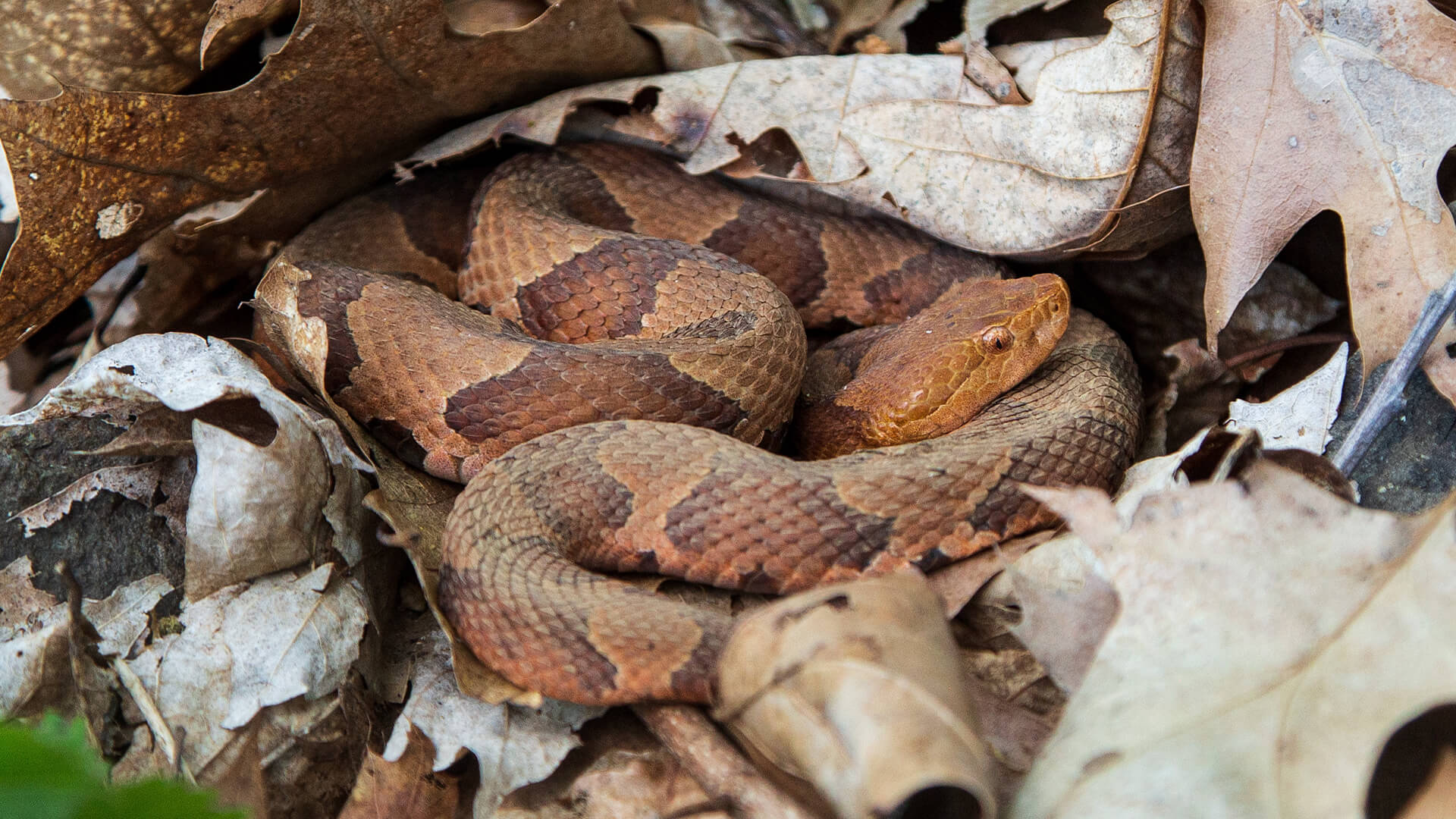 Eastern Copperhead