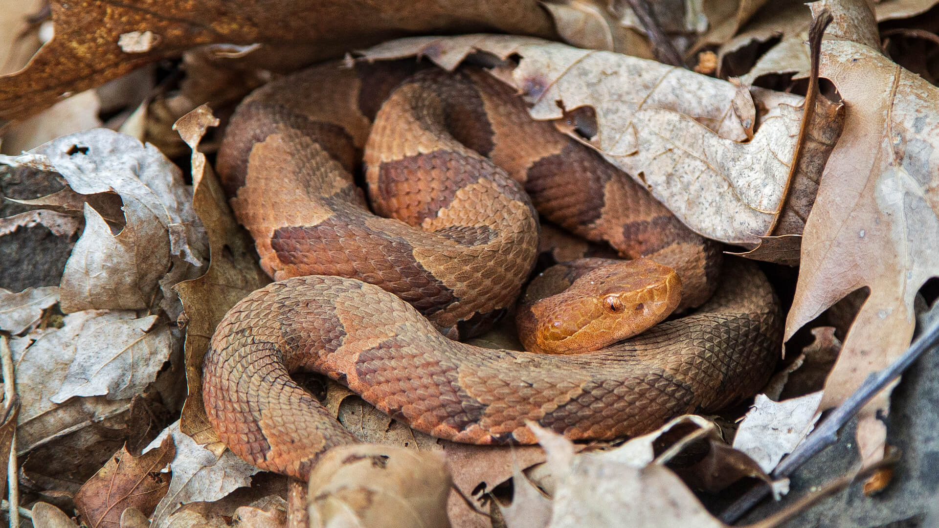 Eastern Copperhead