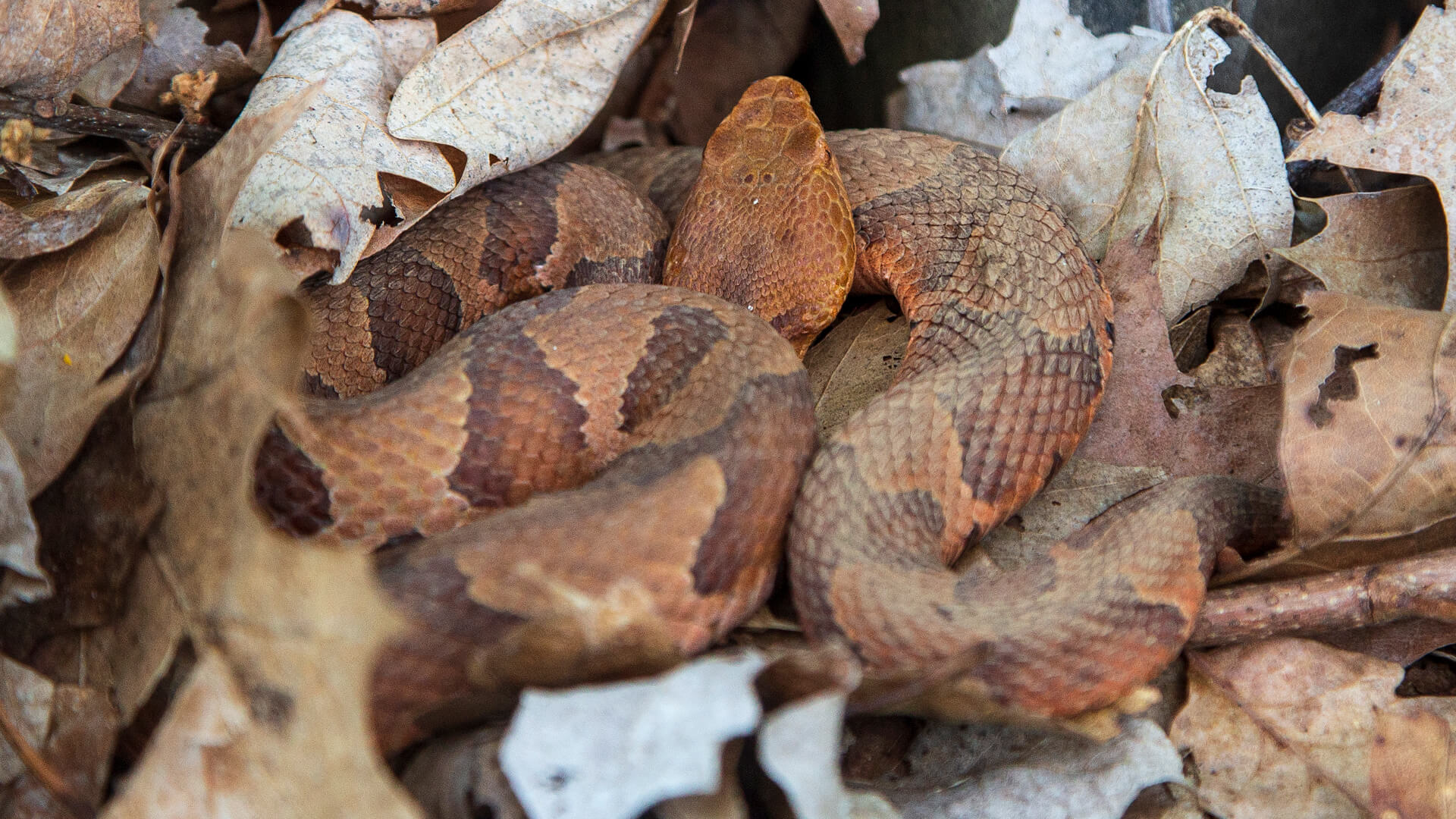 Eastern Copperhead
