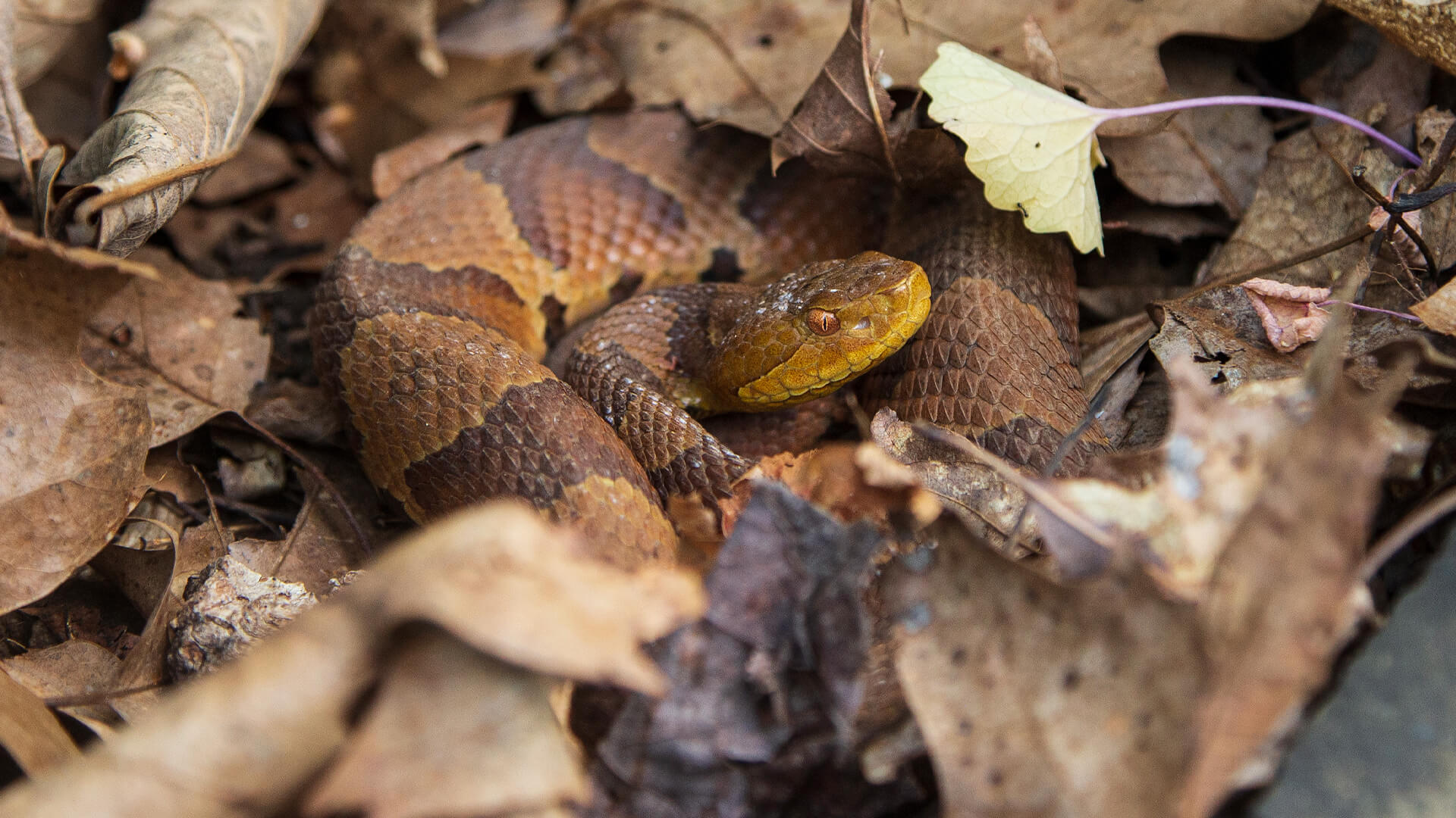 Eastern Copperhead