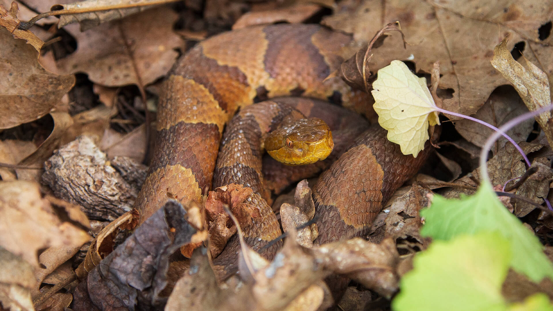 Eastern Copperhead