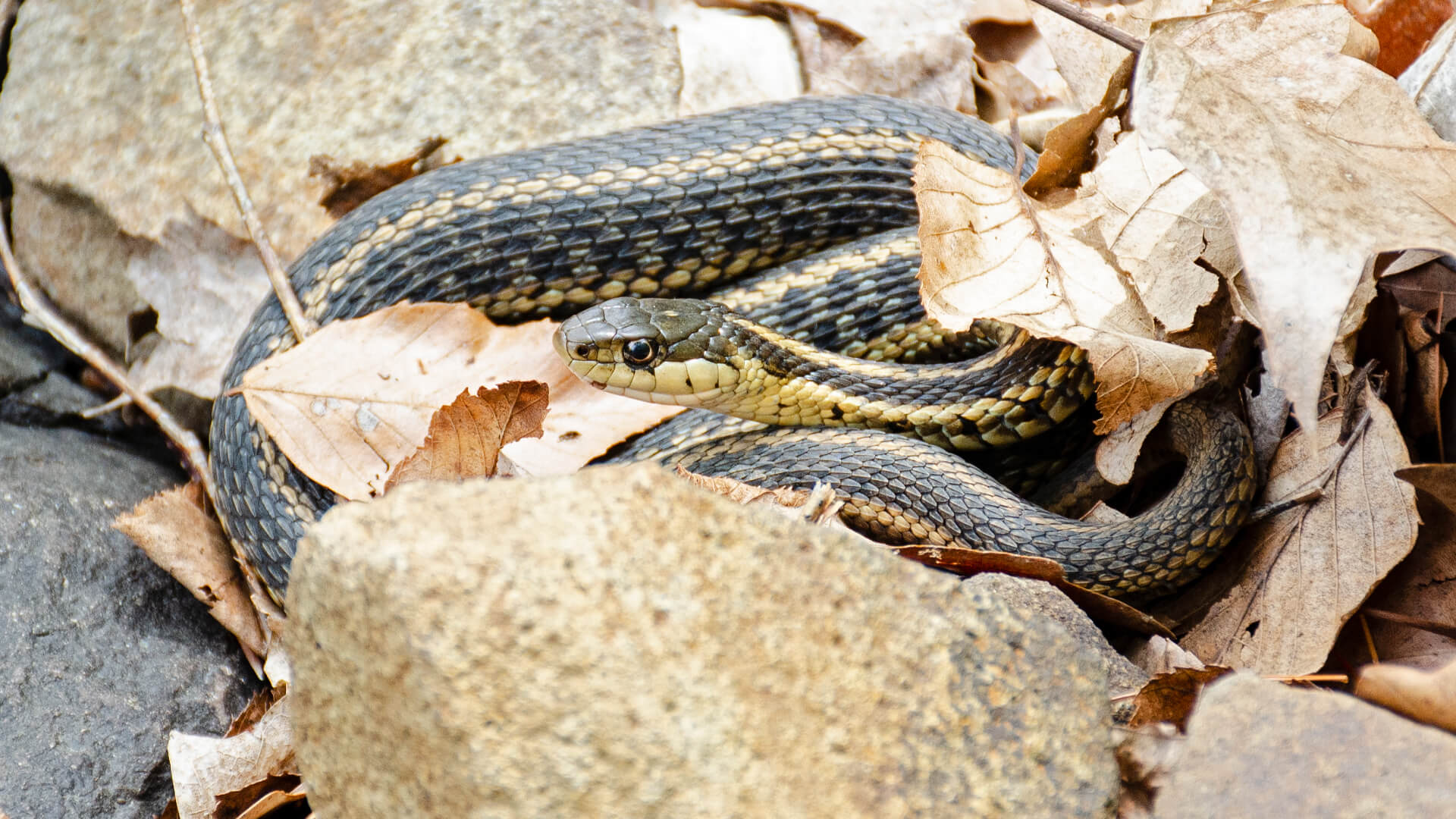 Afternoon Garter Snake