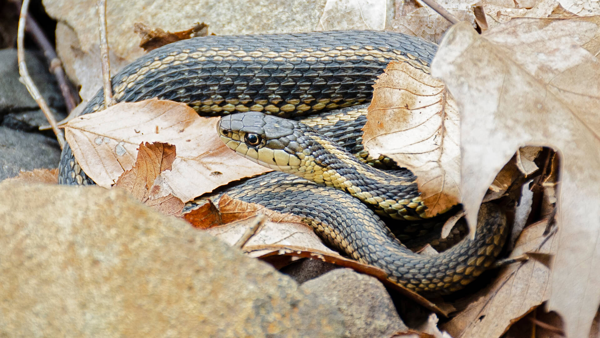 Afternoon Garter Snake