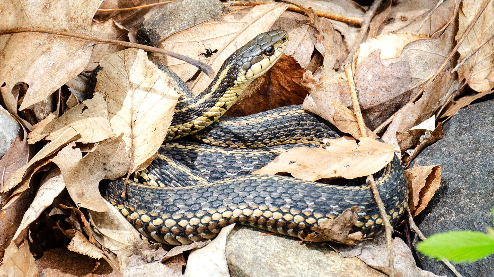 Afternoon Garter Snake