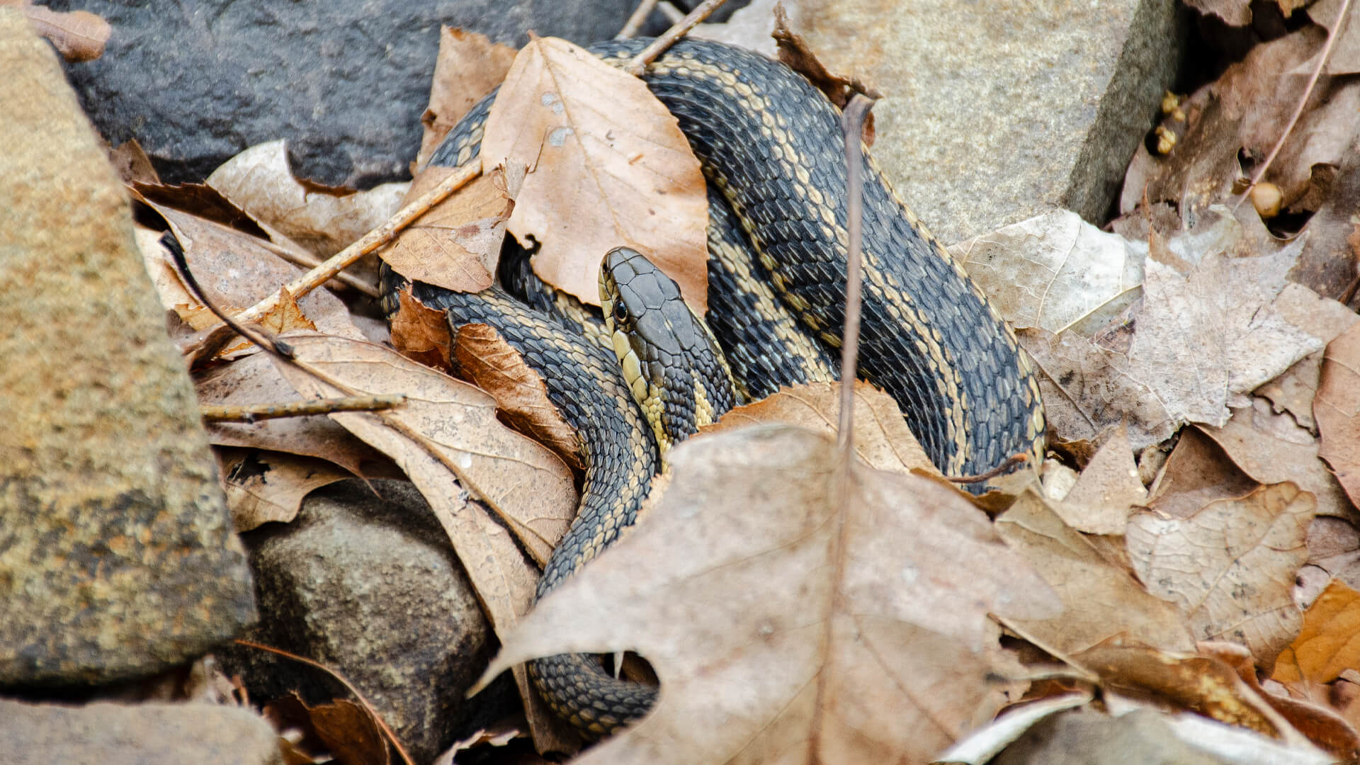 Afternoon Garter Snake