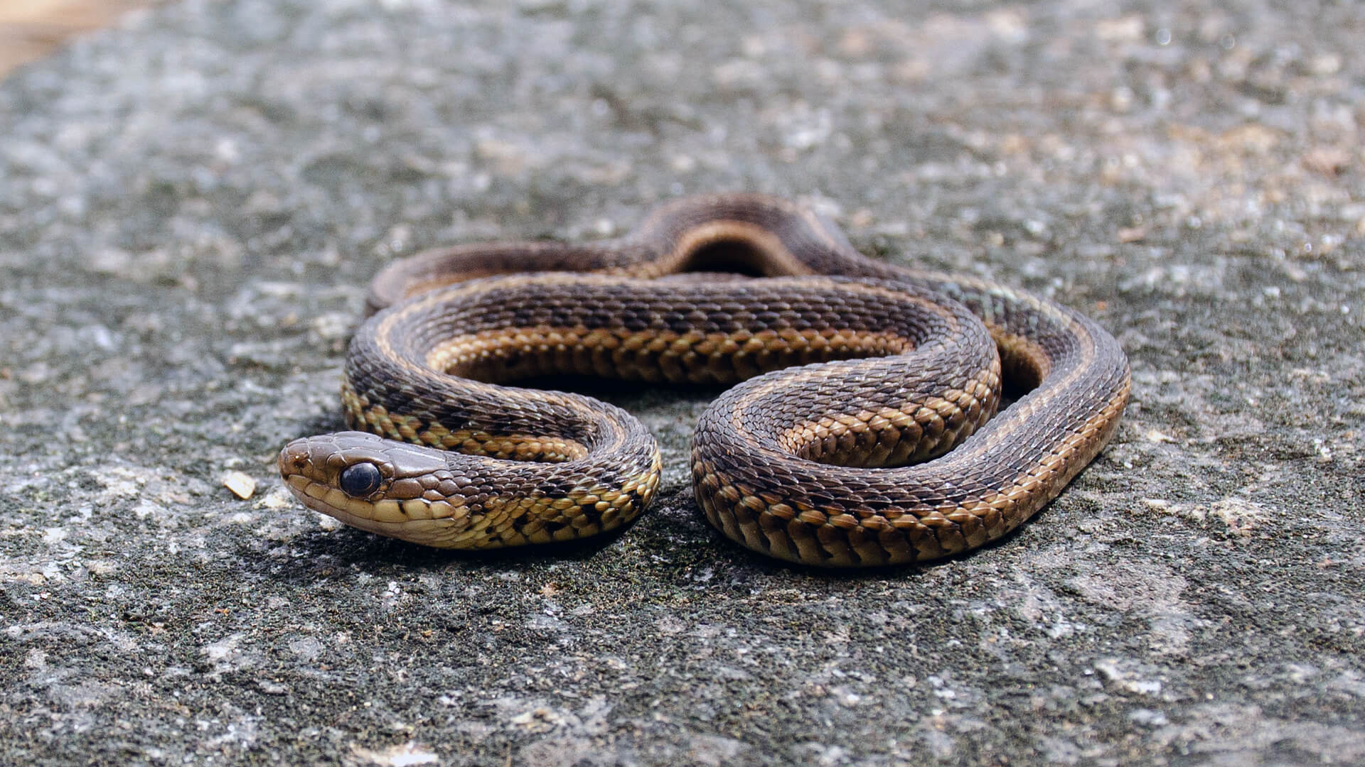 Morning Garter Snake
