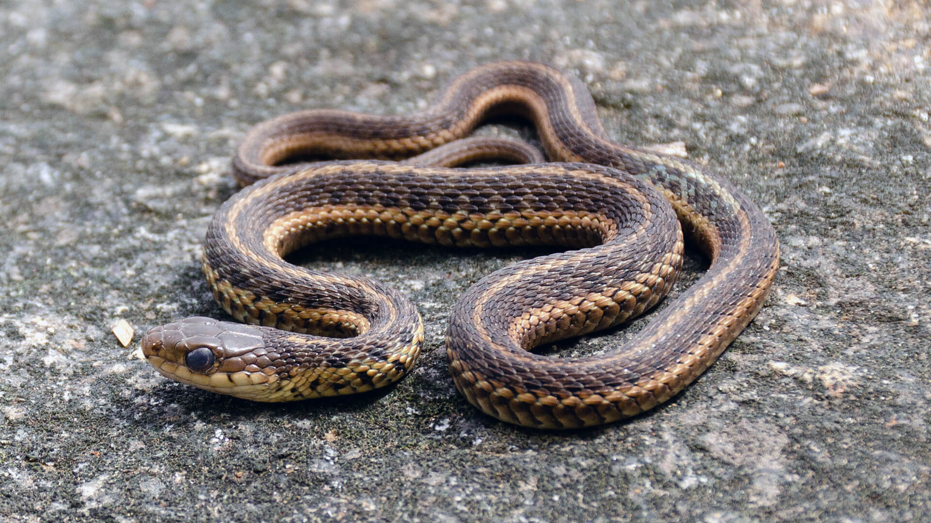 Morning Garter Snake