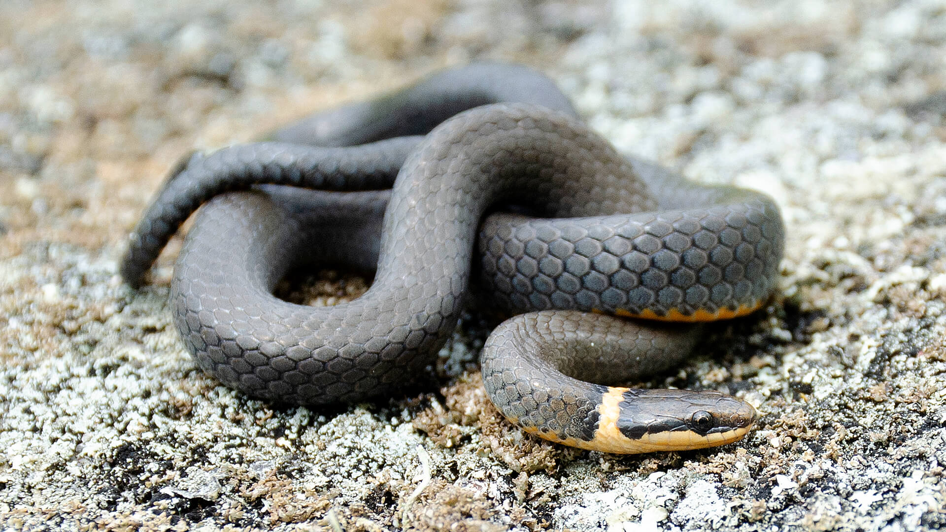 Ringneck Snake