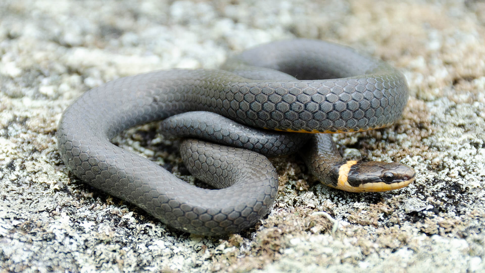 Ringneck Snake