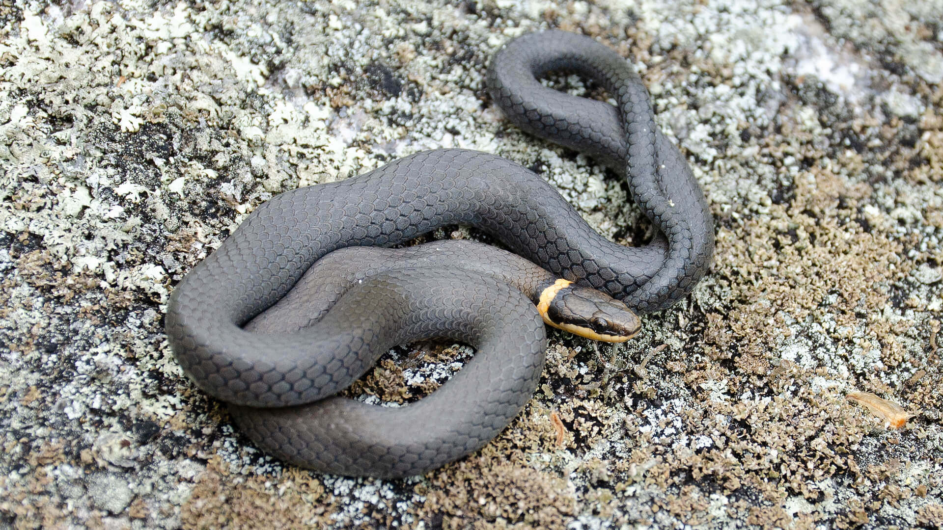 Ringneck Snake