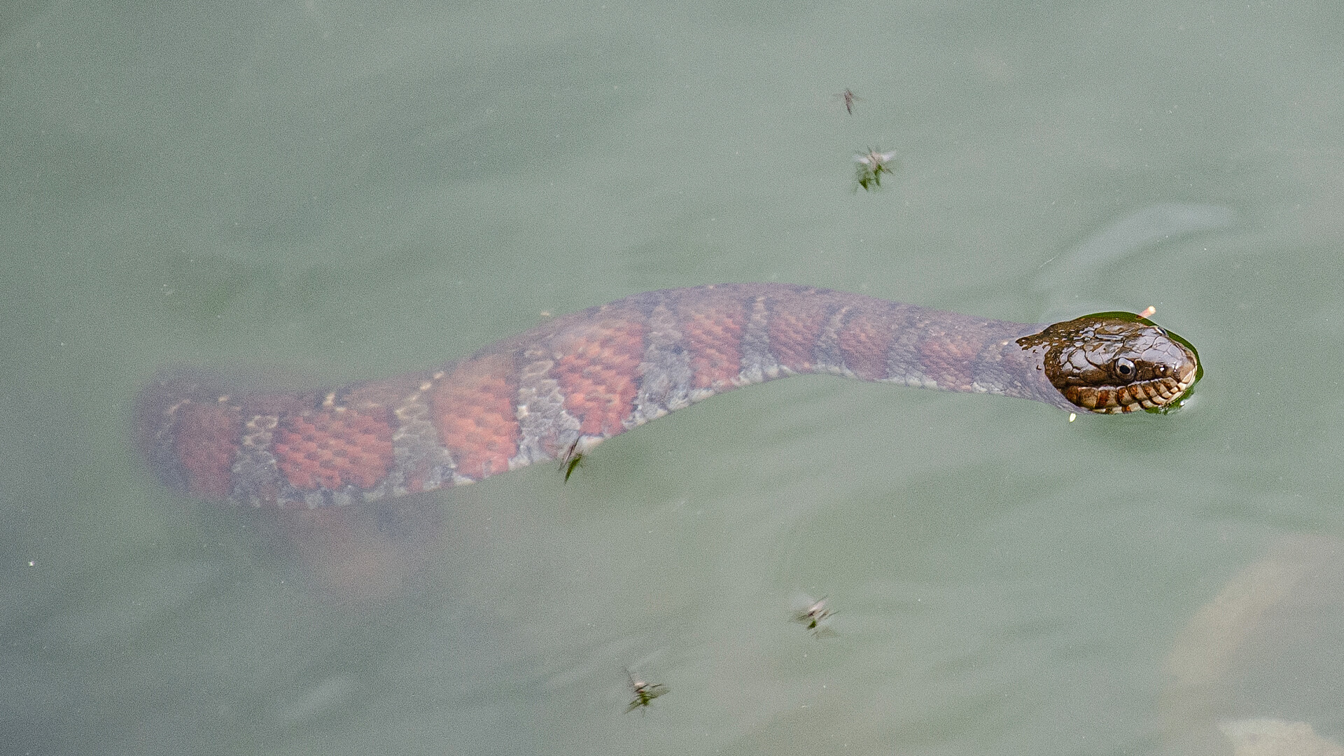 2nd Northern Water Snake