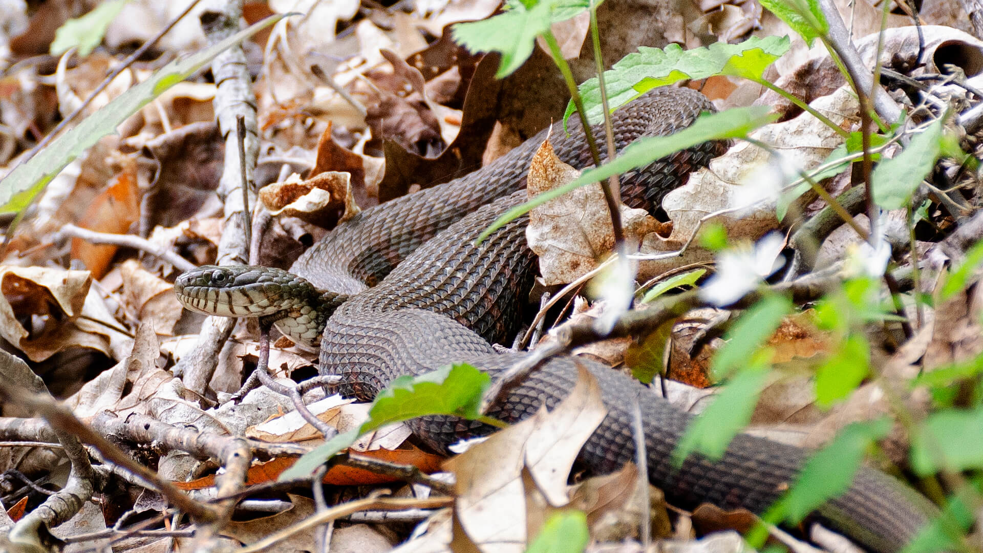 1st Northern Water Snake