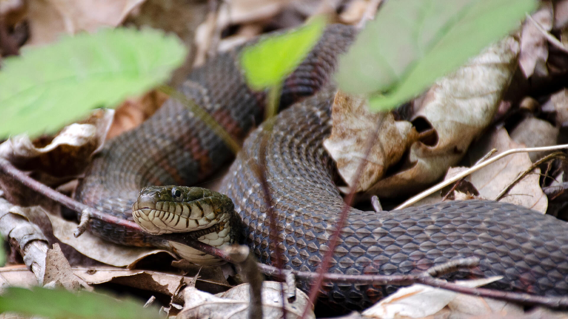 1st Northern Water Snake