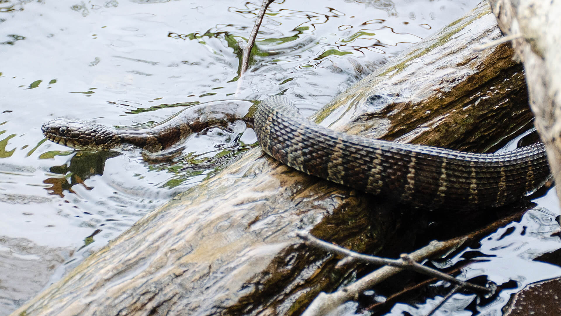 3rd Northern Water Snake