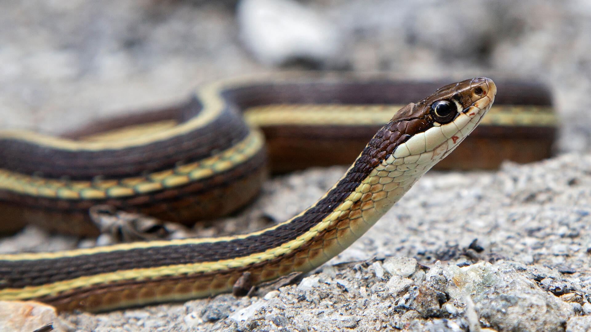 Eastern Ribbon Snake