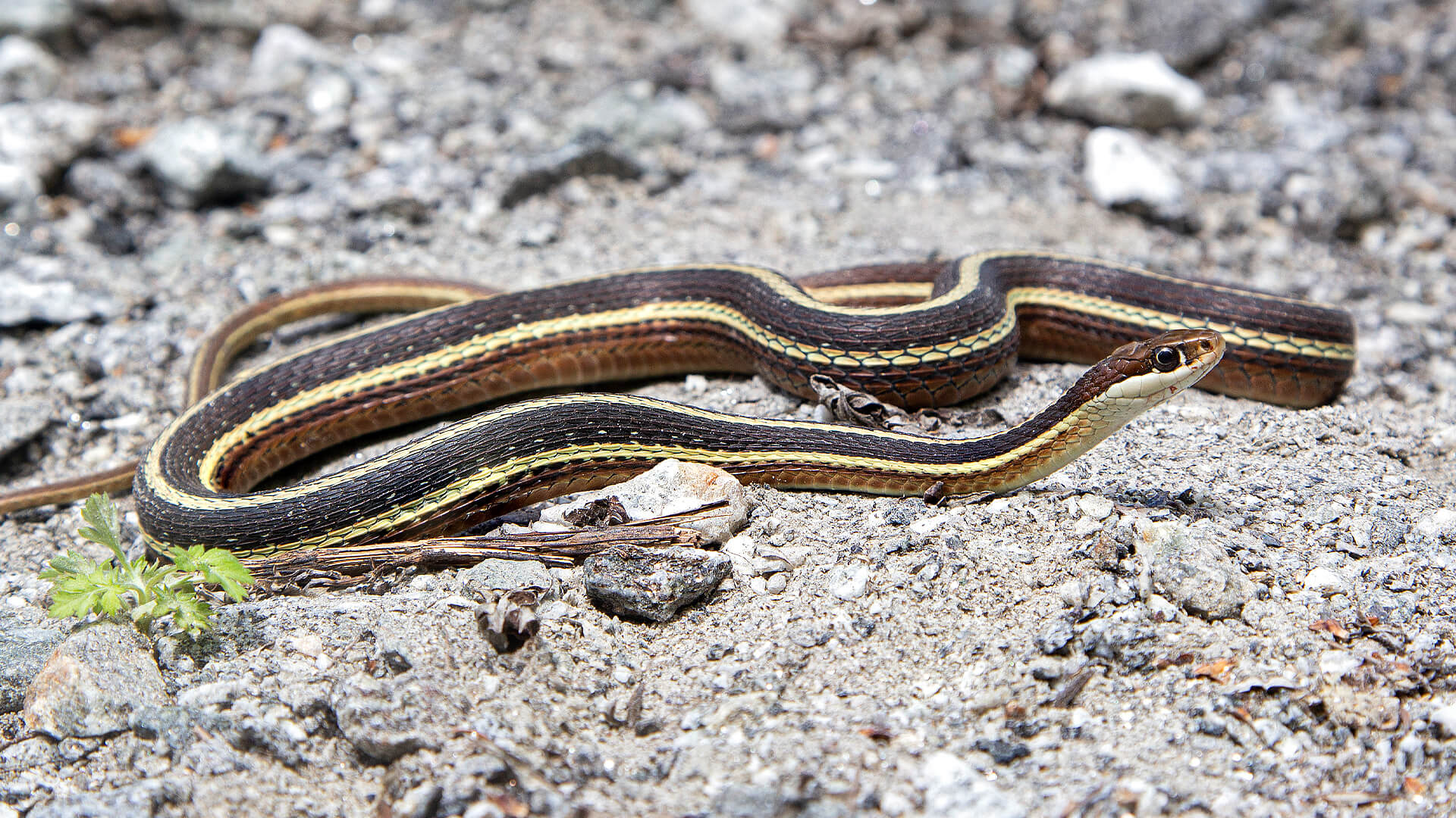 Eastern Ribbon Snake