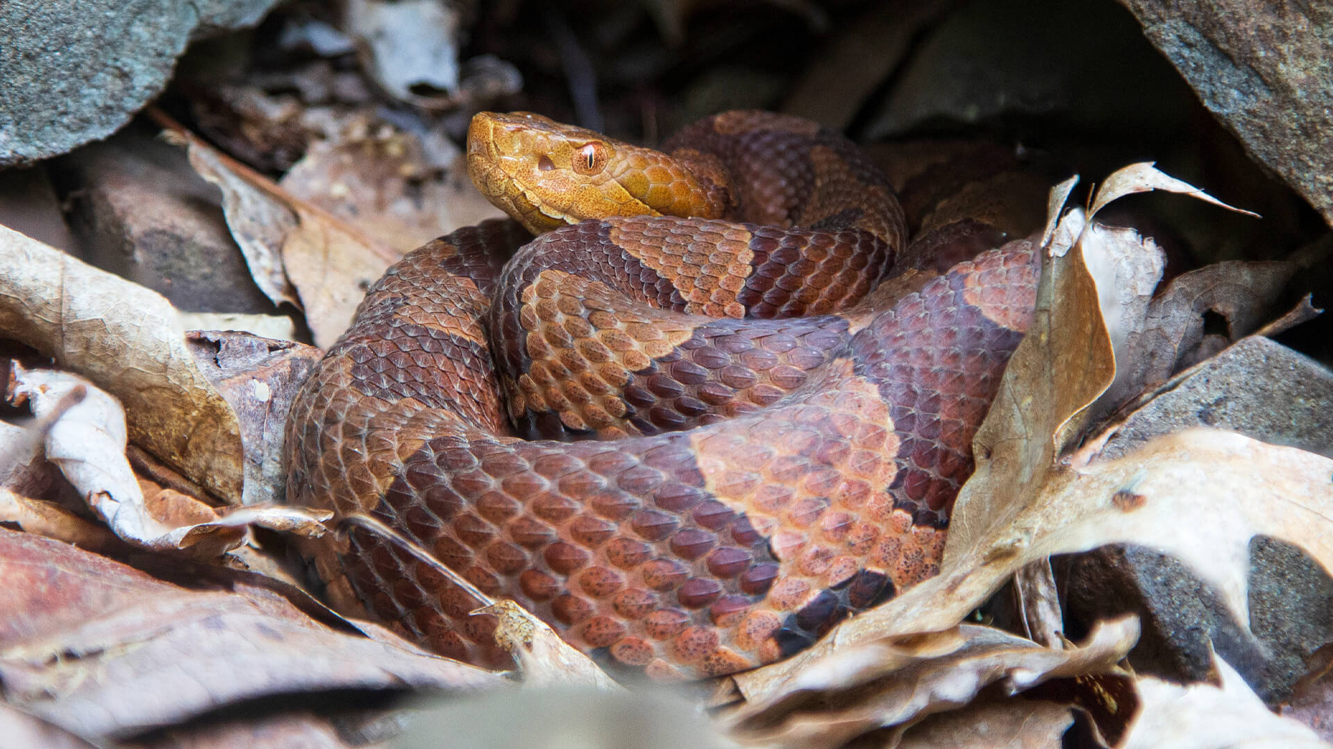 Eastern Copperhead