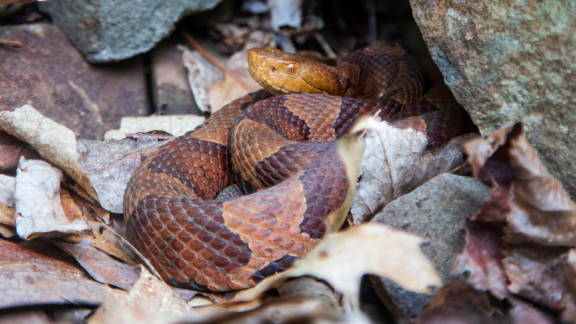 Eastern Copperhead