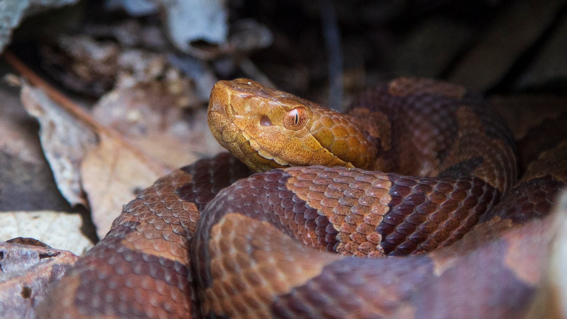 Eastern Copperhead