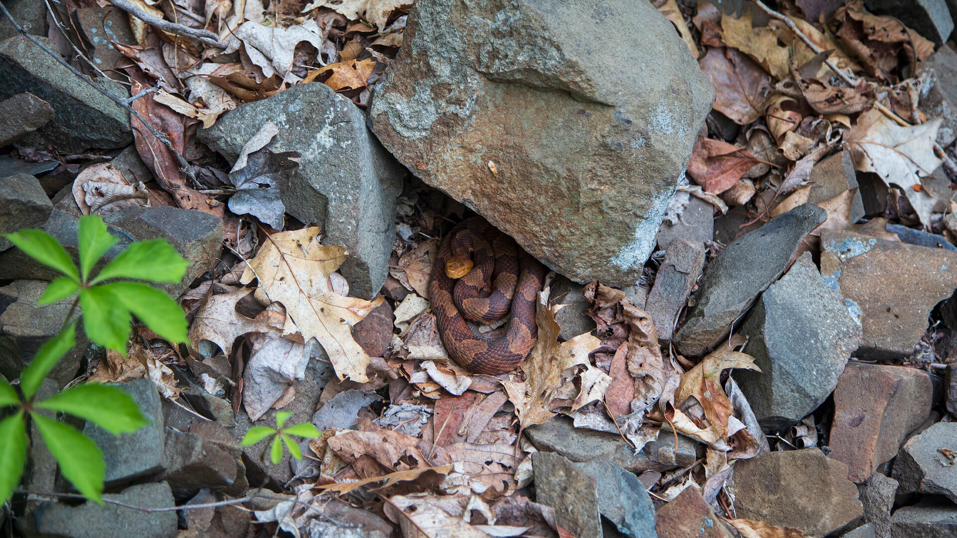 Eastern Copperhead
