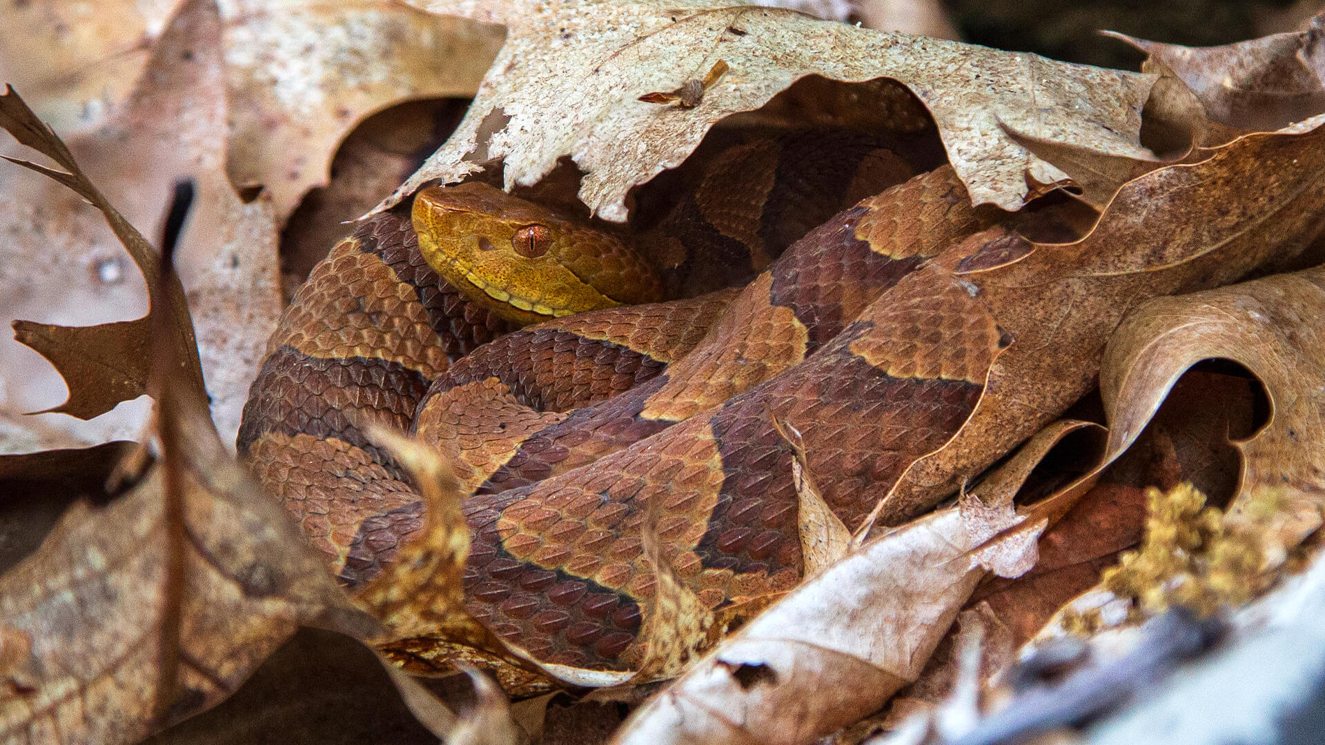 Eastern Copperhead