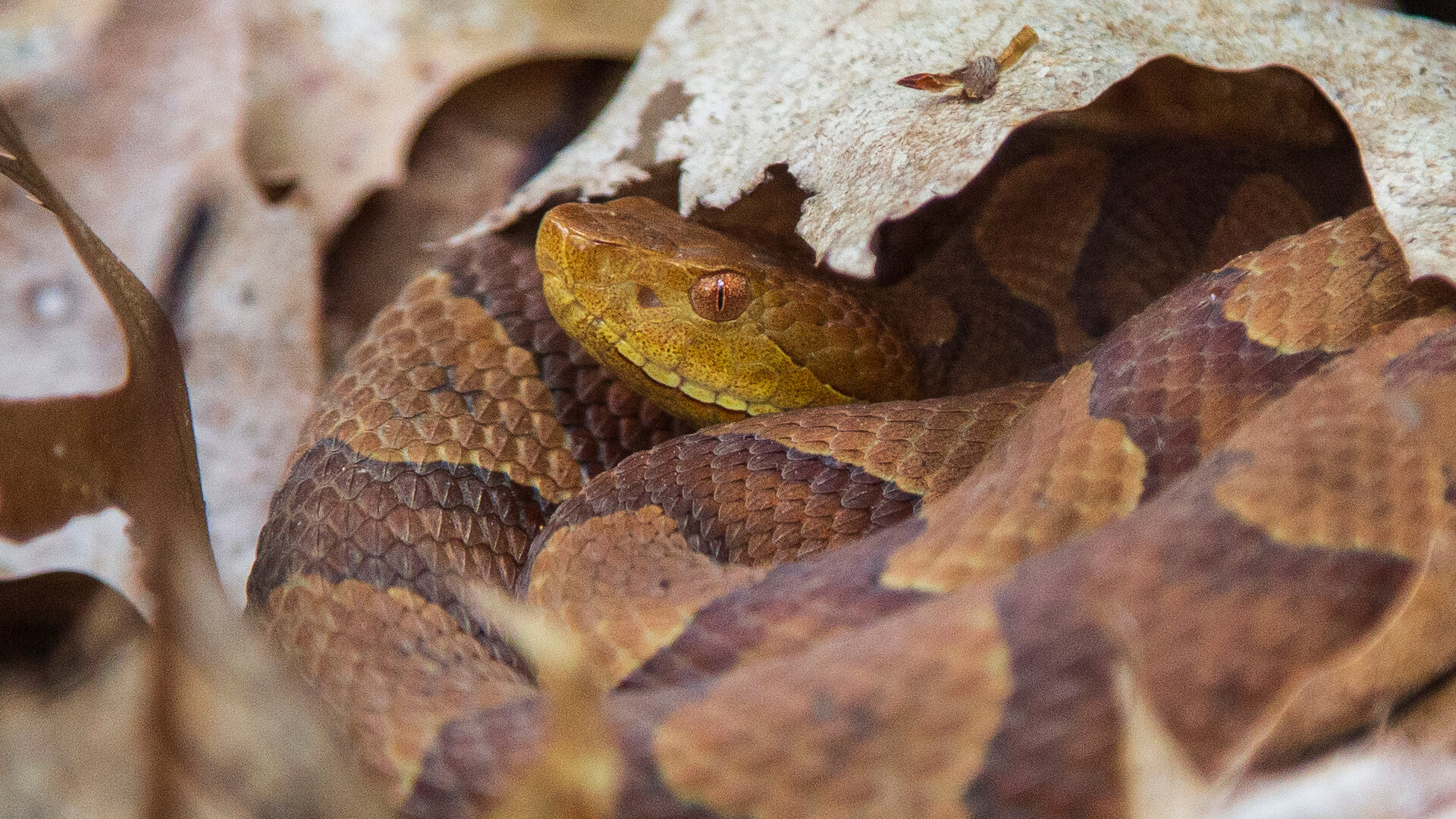 Eastern Copperhead