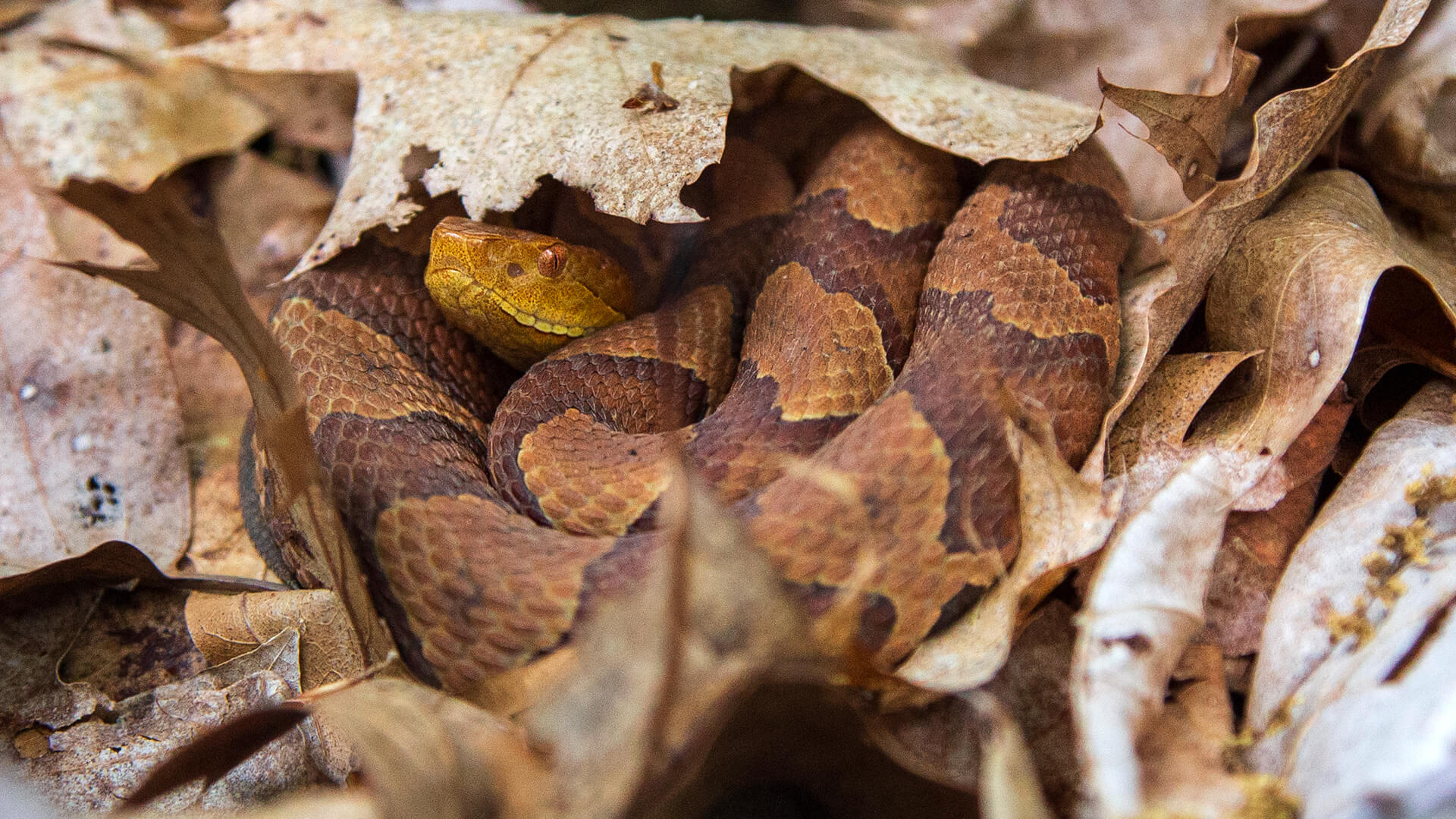 Eastern Copperhead