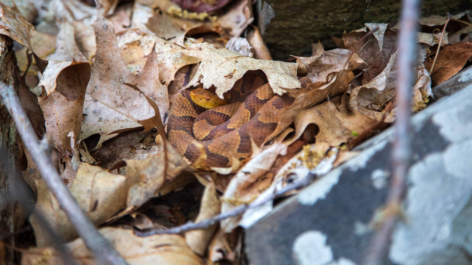 Eastern Copperhead