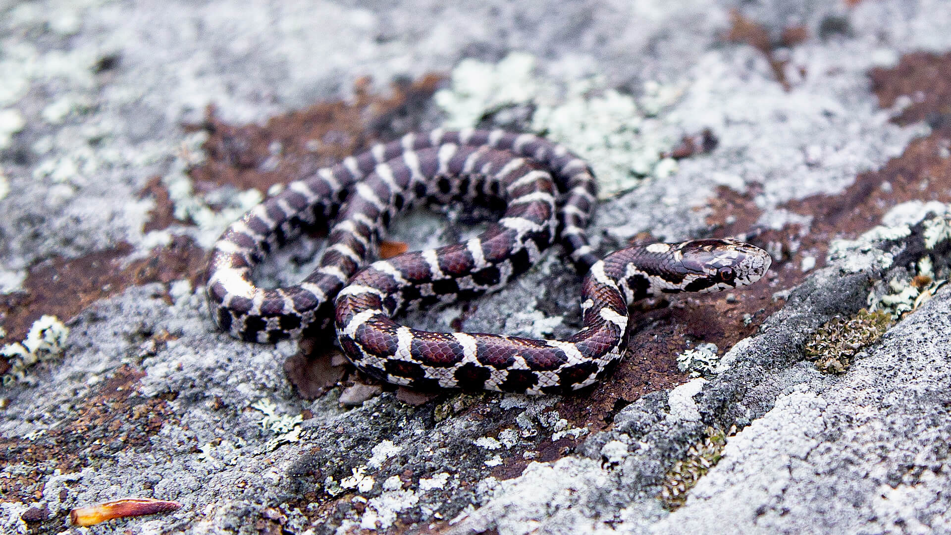 Eastern Milk Snake