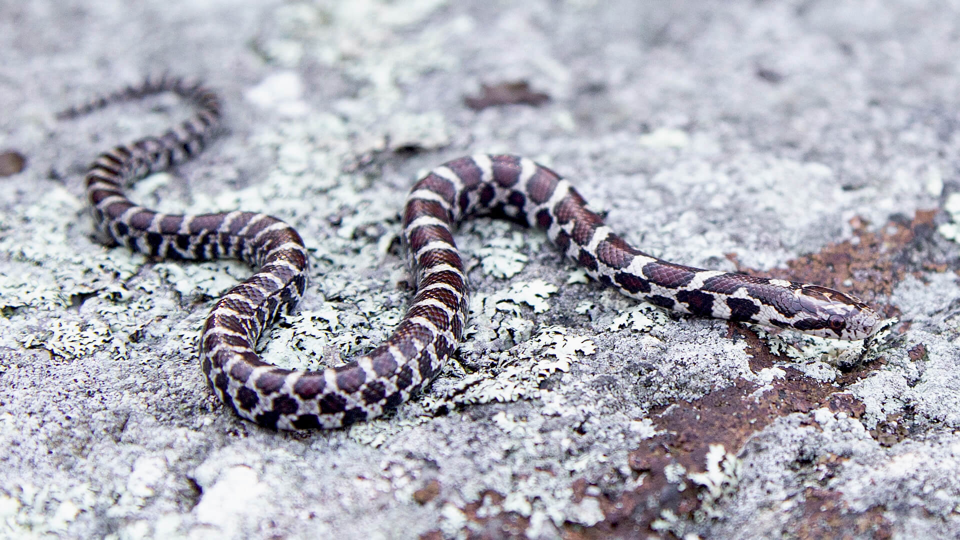 Eastern Milk Snake
