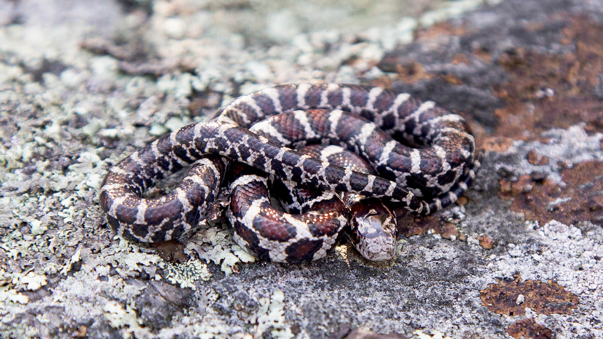 Eastern Milk Snake