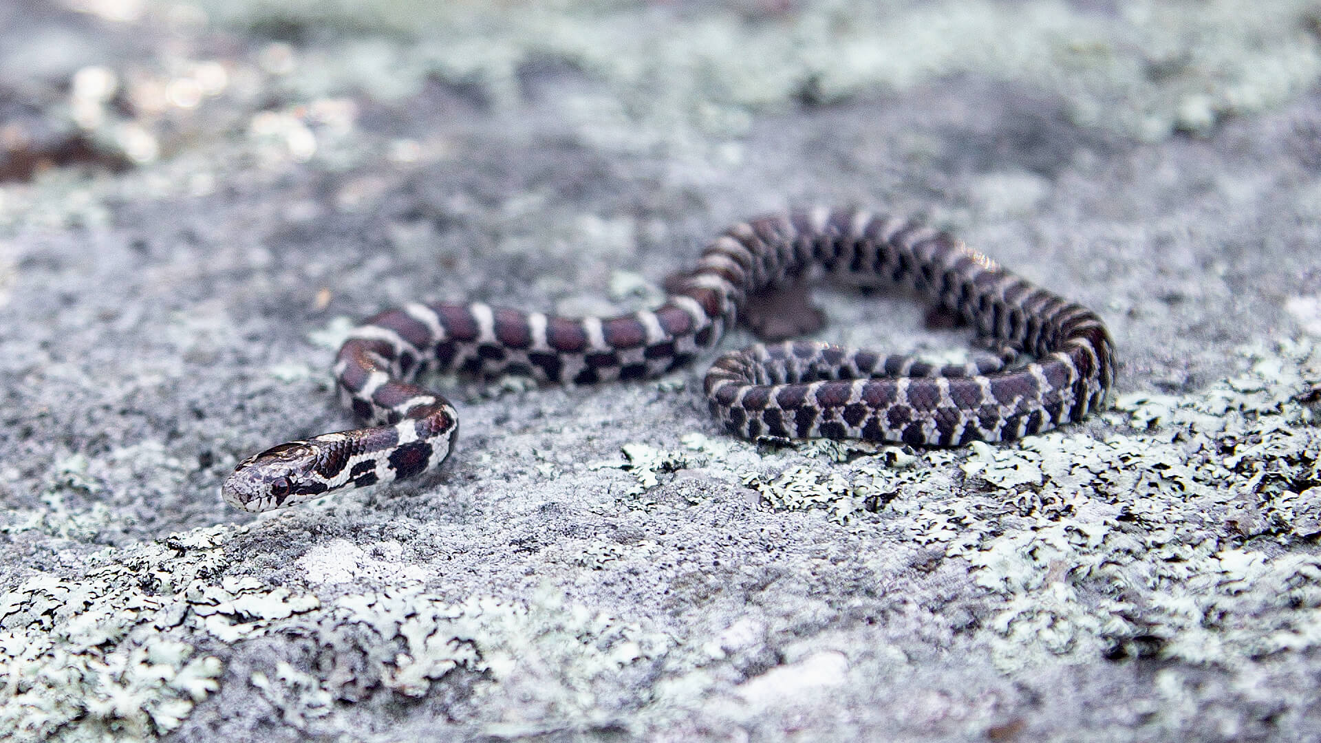 Eastern Milk Snake