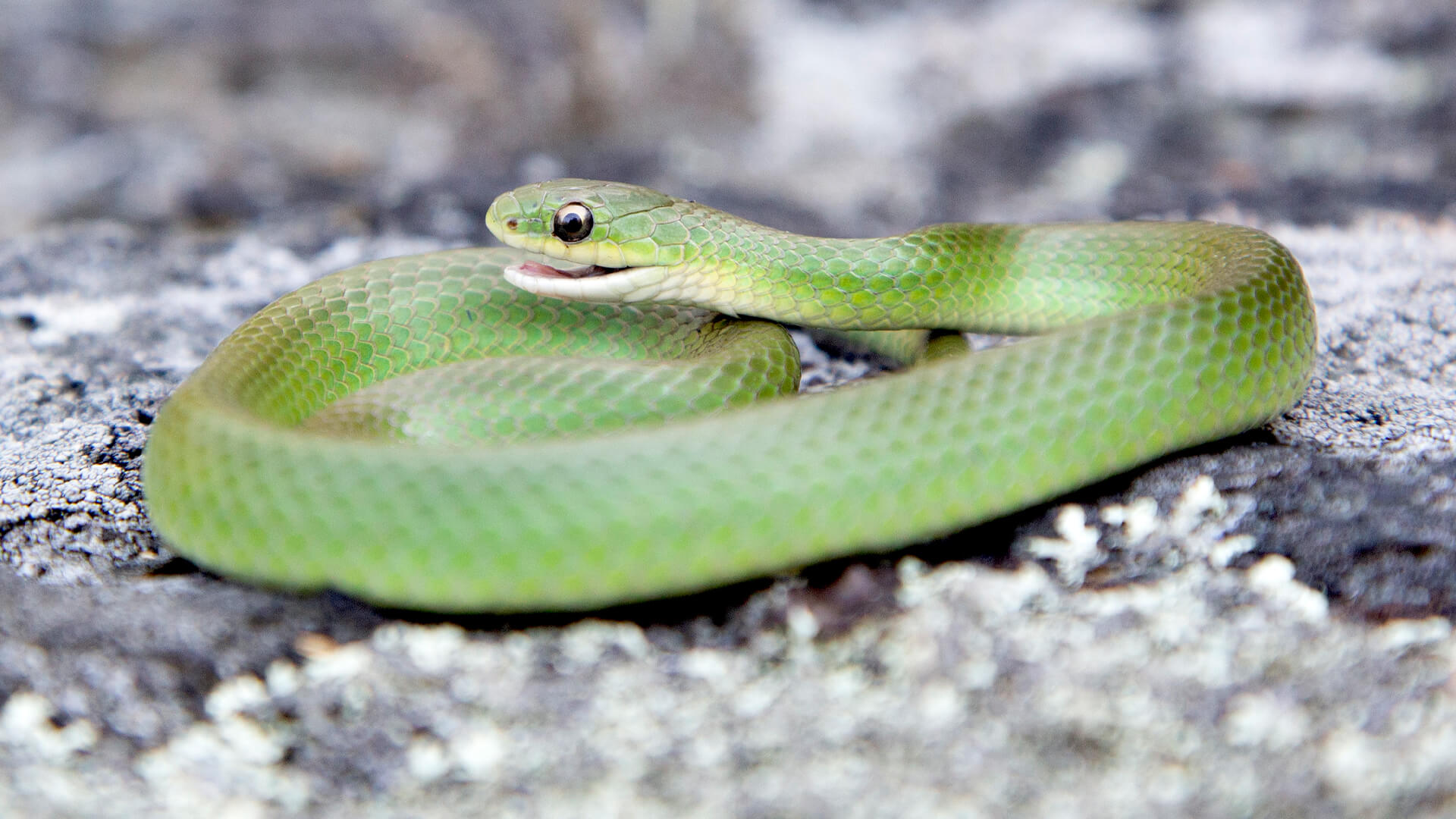 Smooth Green Snake