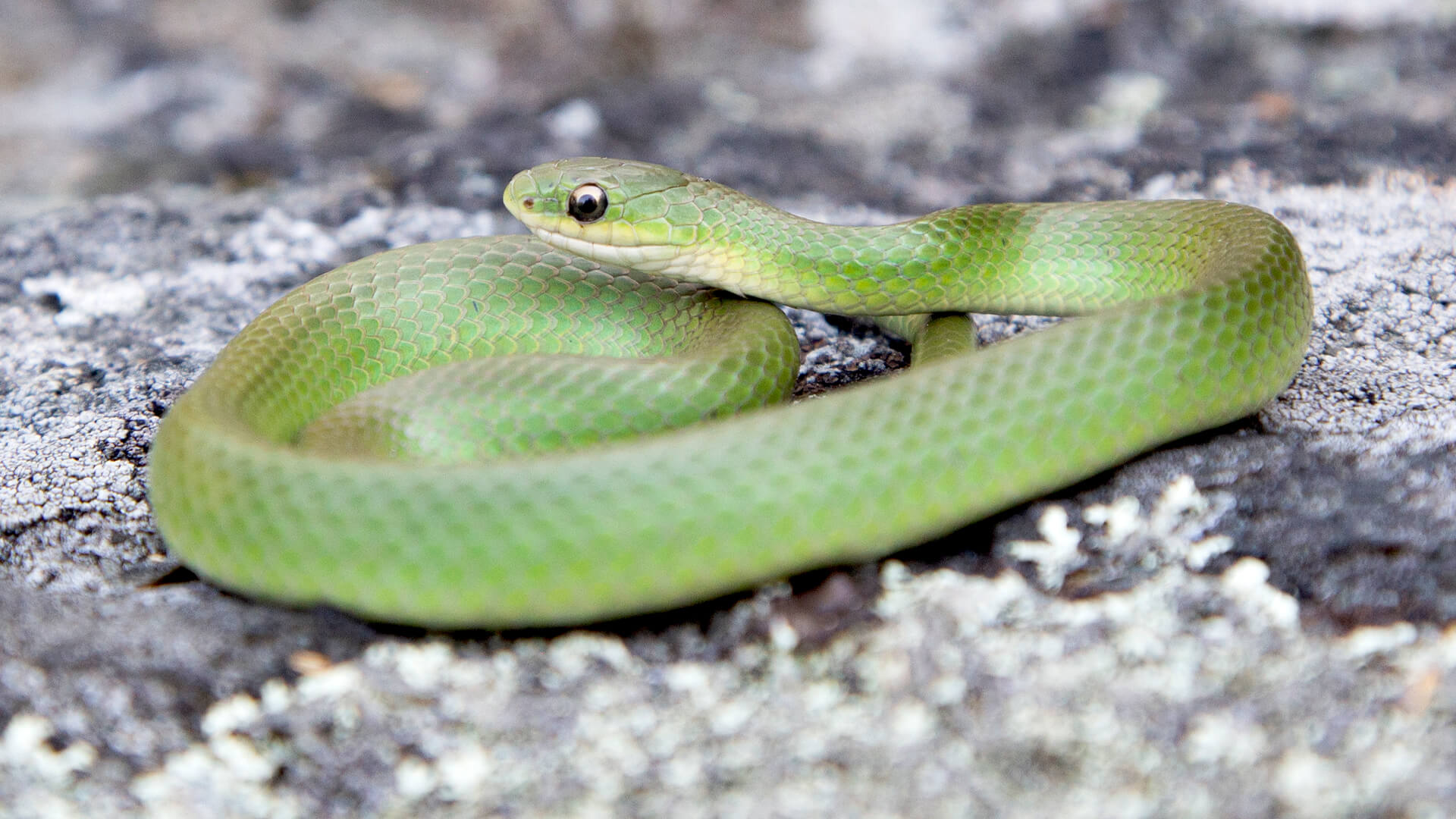 Smooth Green Snake