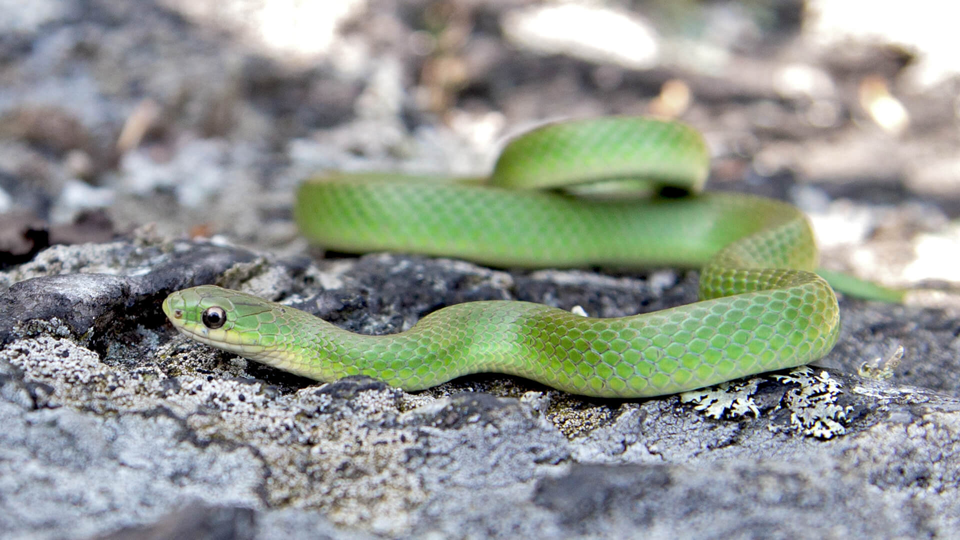 Smooth Green Snake