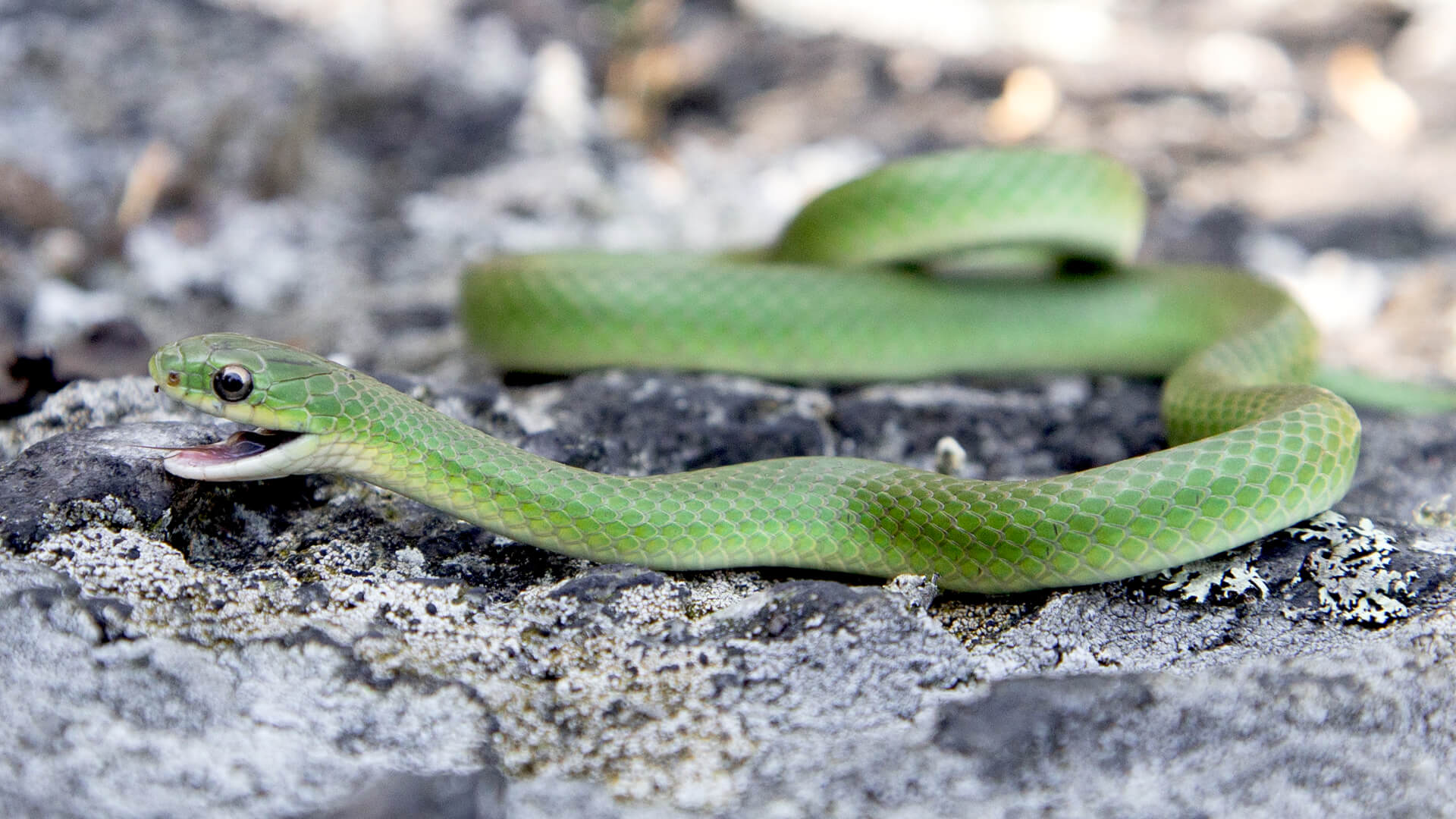 Smooth Green Snake