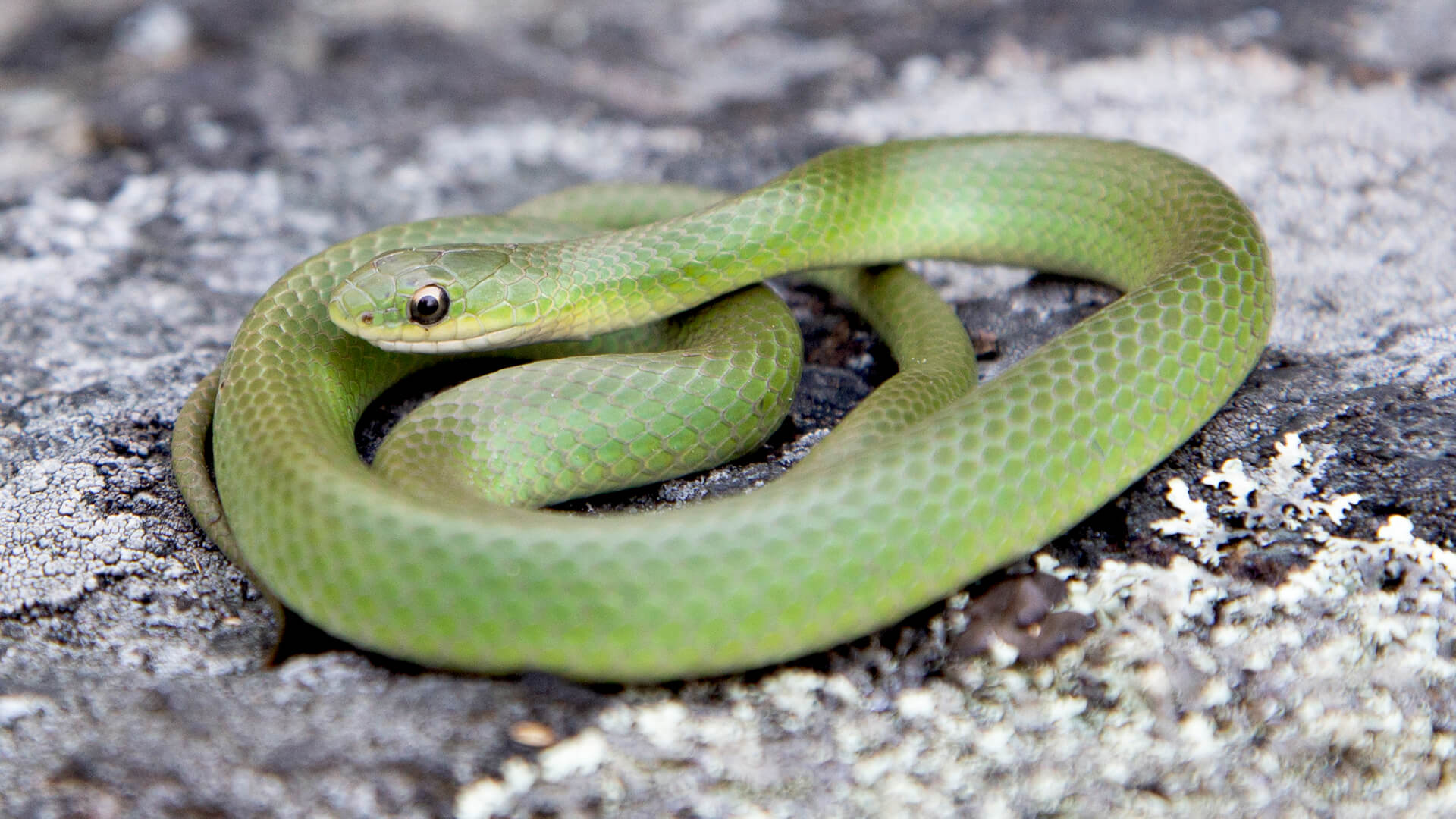 Smooth Green Snake