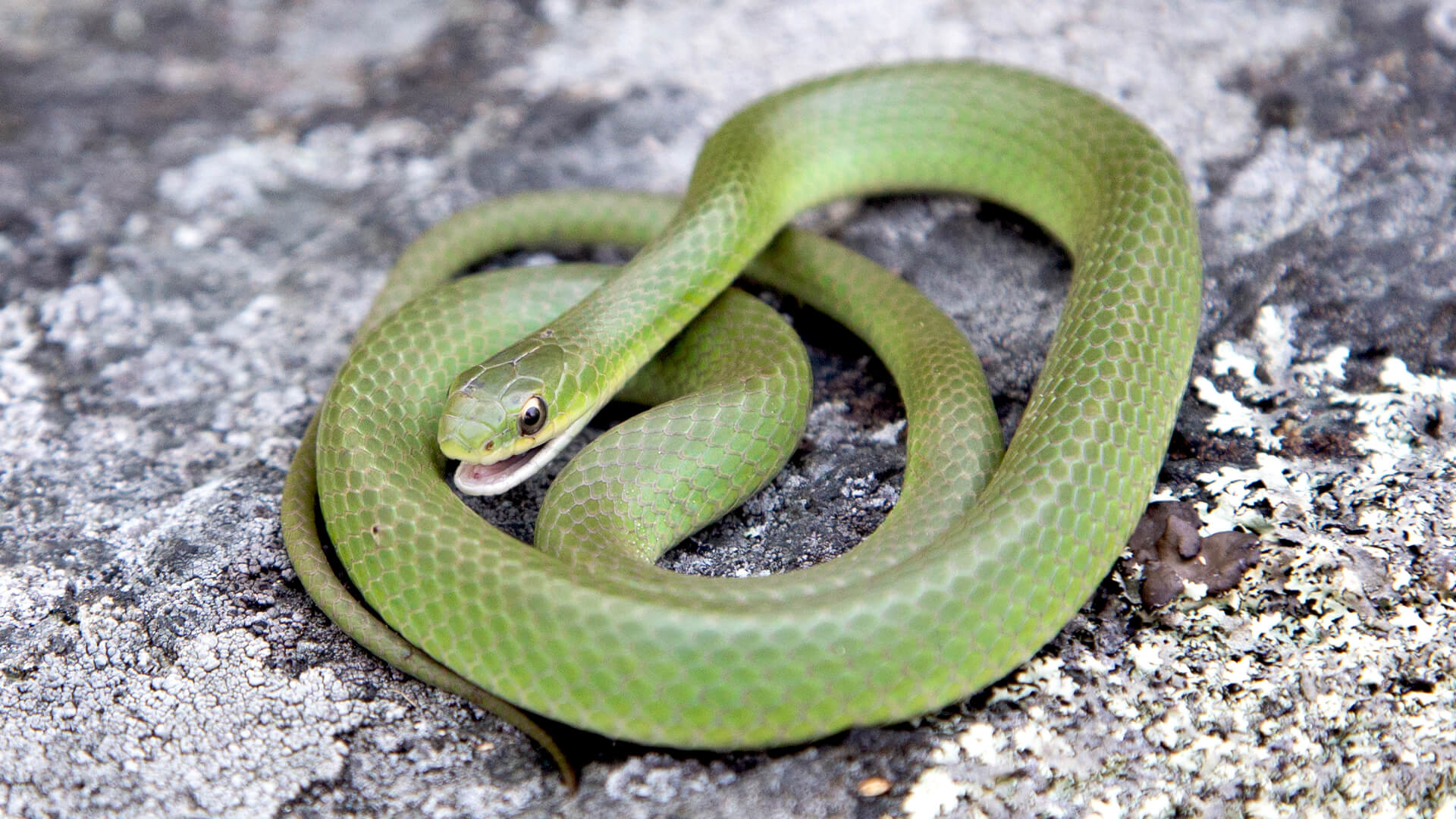 Smooth Green Snake